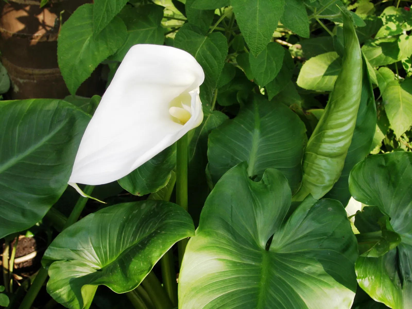 Calla Lily (Zantedeschia Aethiopica) — trumpet-shaped white spathes that enclose yellow spadices; the Calla Lily thrives in USDA hardiness zones 8, image 94