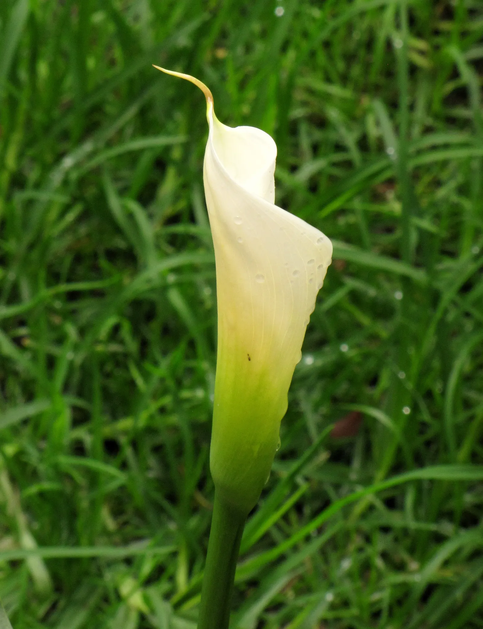 Calla Lily (Zantedeschia Aethiopica) — the Calla Lily thrives in USDA hardiness zones 8 through 10; with foliage spreading up to 1-2 feet, image 103