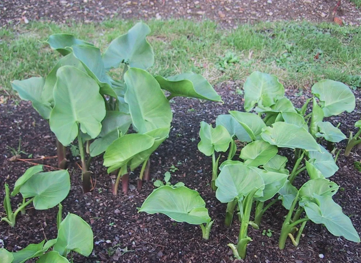 Calla Lily (Zantedeschia Aethiopica) — with foliage spreading up to 1-2 feet; rhizomatous plant that adds a touch of elegance and sculptural beauty, image 51