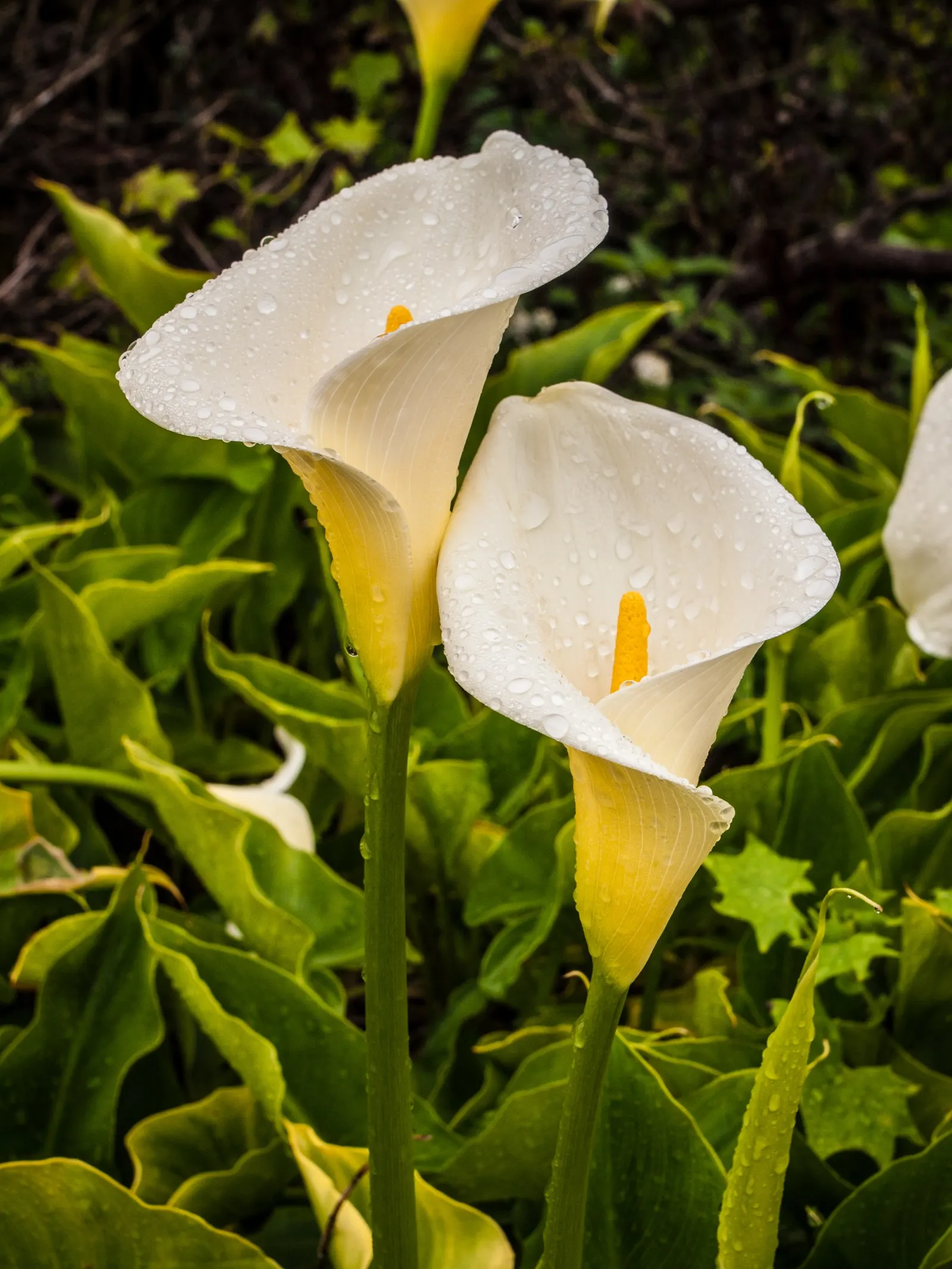 Calla Lily (Zantedeschia Aethiopica) — scientifically known as Zantedeschia aethiopica; note: All parts are toxic if ingested, image 54