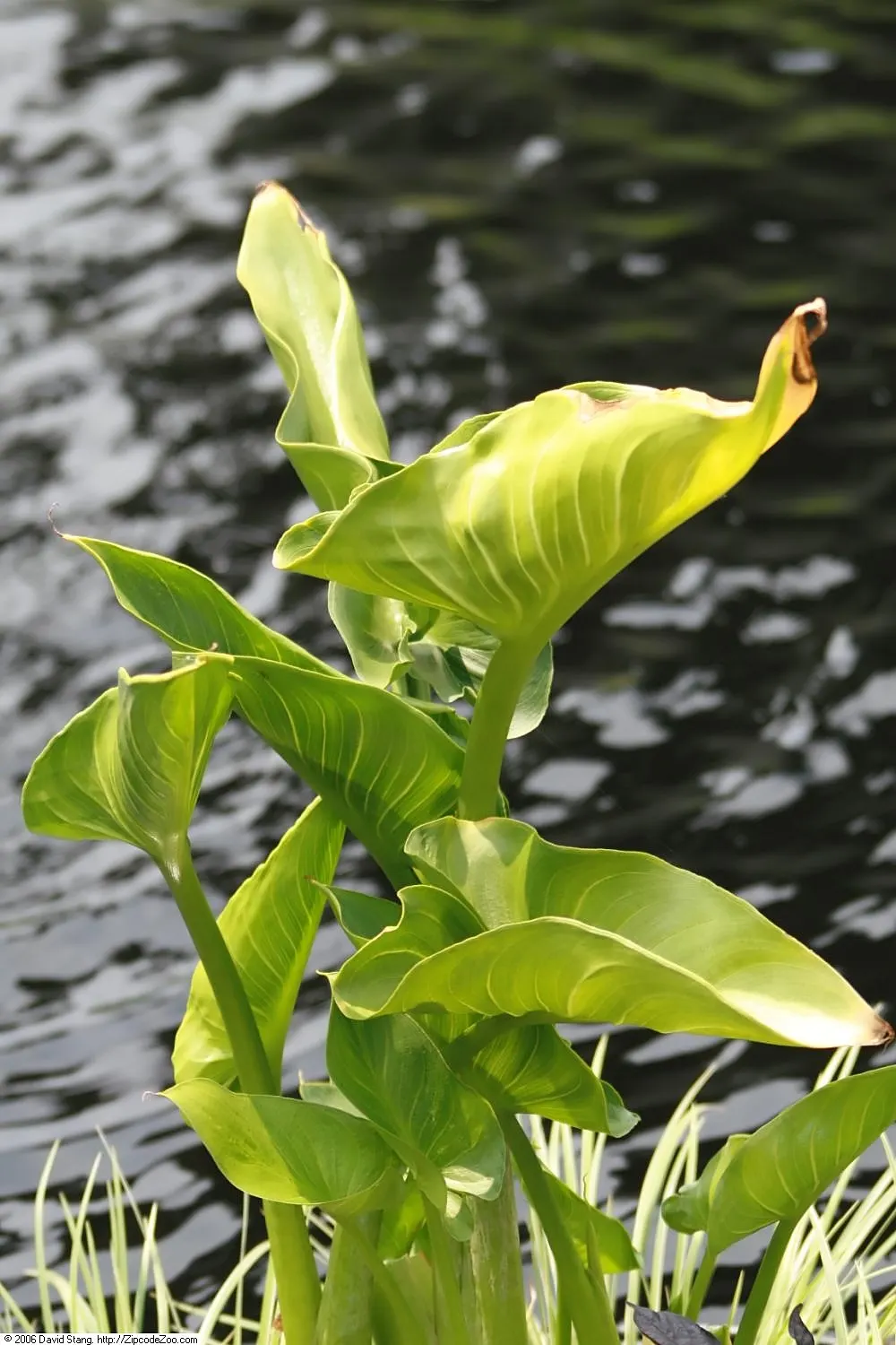 Calla Lily (Zantedeschia Aethiopica) — Blooming primarily in late spring to midsummer; or as an accent in borders and containers, image 85