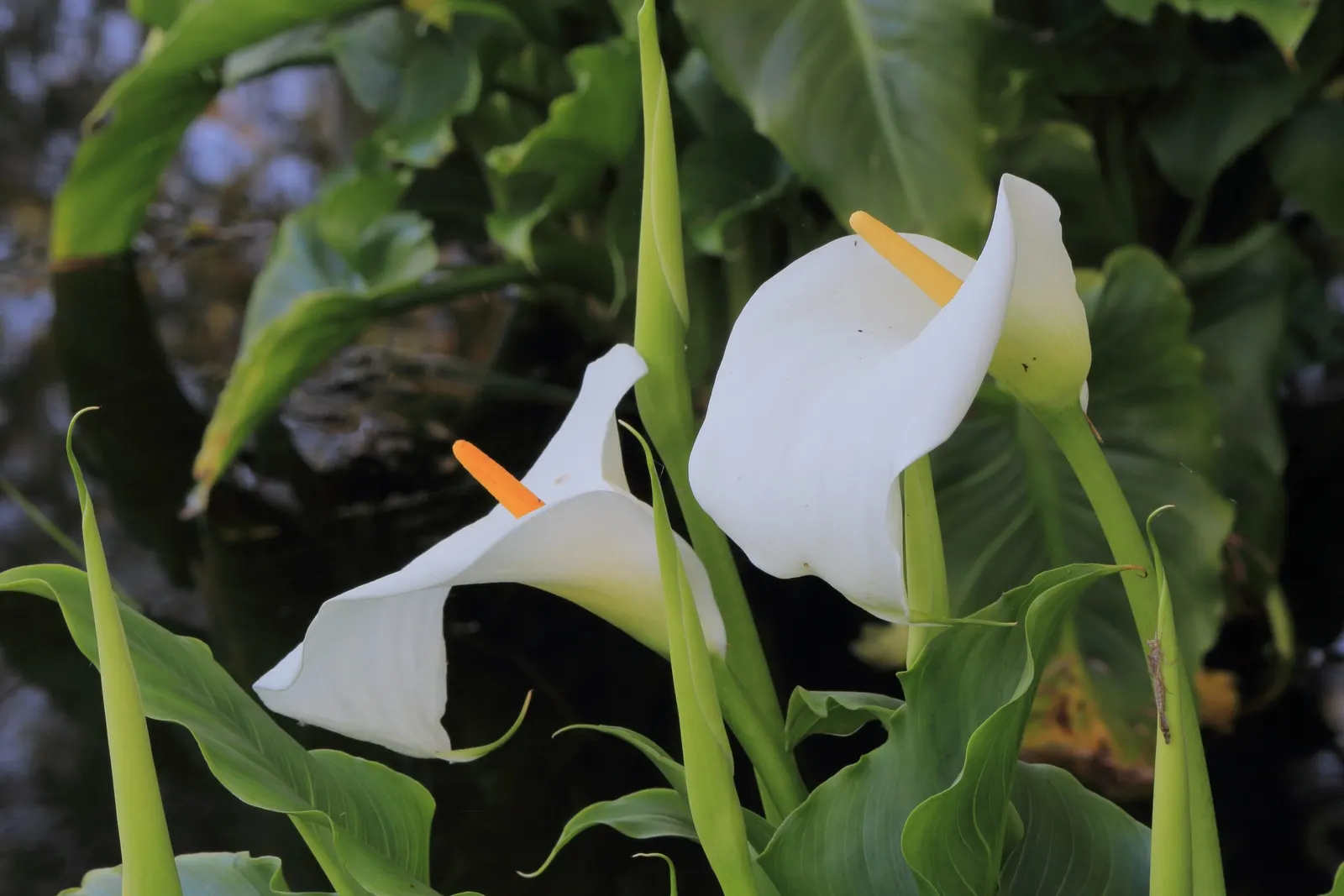 Calla Lily (Zantedeschia Aethiopica) — perennial for full or half or shade; so caution is advised for gardens frequented by children and pets, image 92