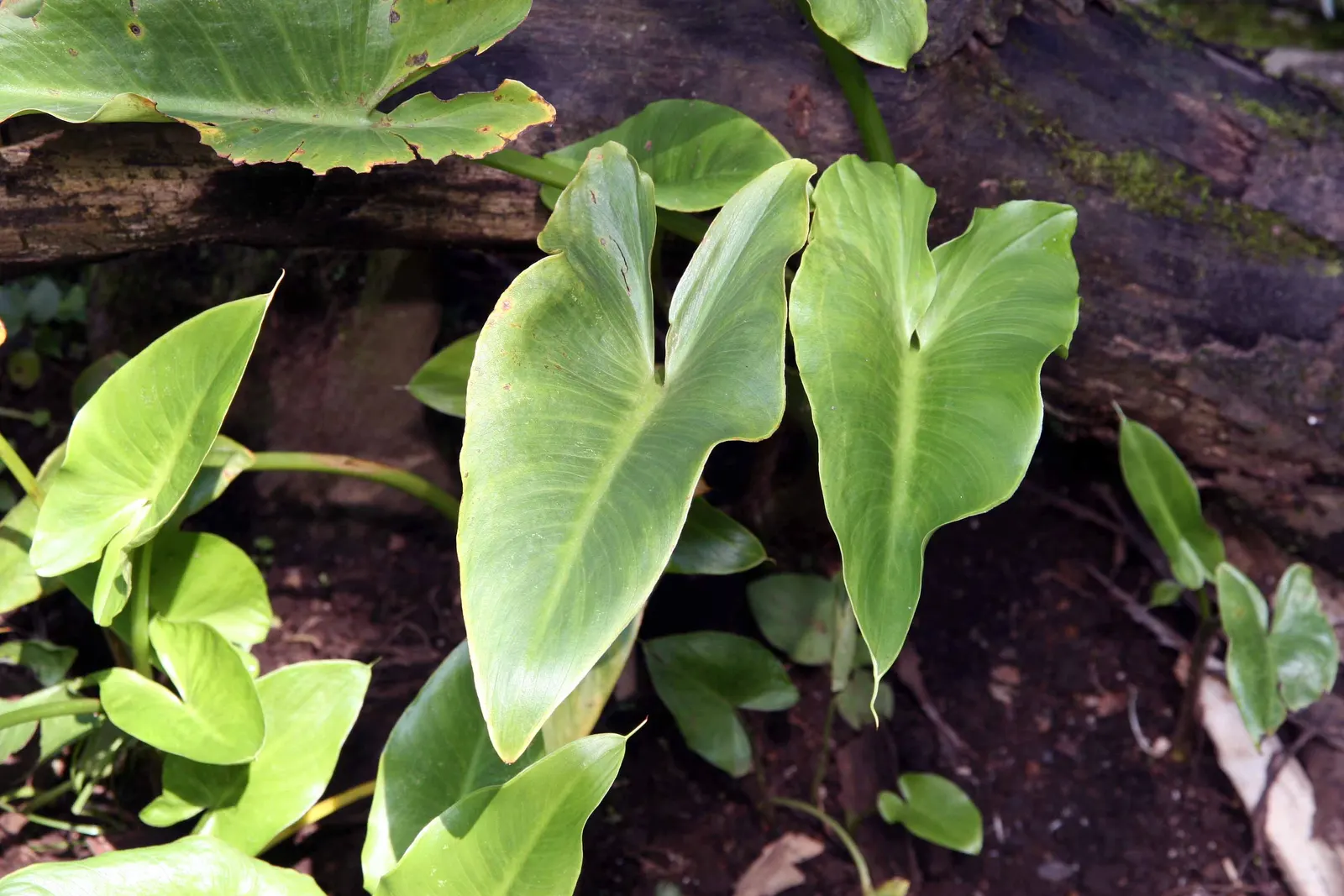 Calla Lily (Zantedeschia Aethiopica) — rhizomatous plant that adds a touch of elegance and sculptural beauty to any landscape design; traditionally a crisp