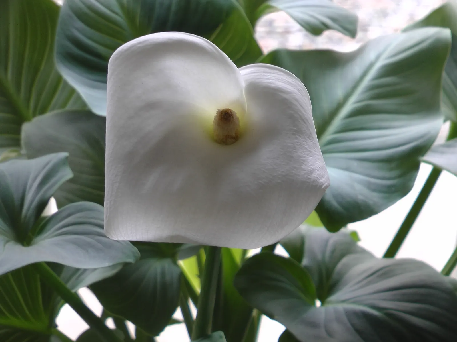 Calla Lily (Zantedeschia Aethiopica) — The Calla Lily (Zantedeschia aethiopica) is an eye-catching perennial showcasing elegant
