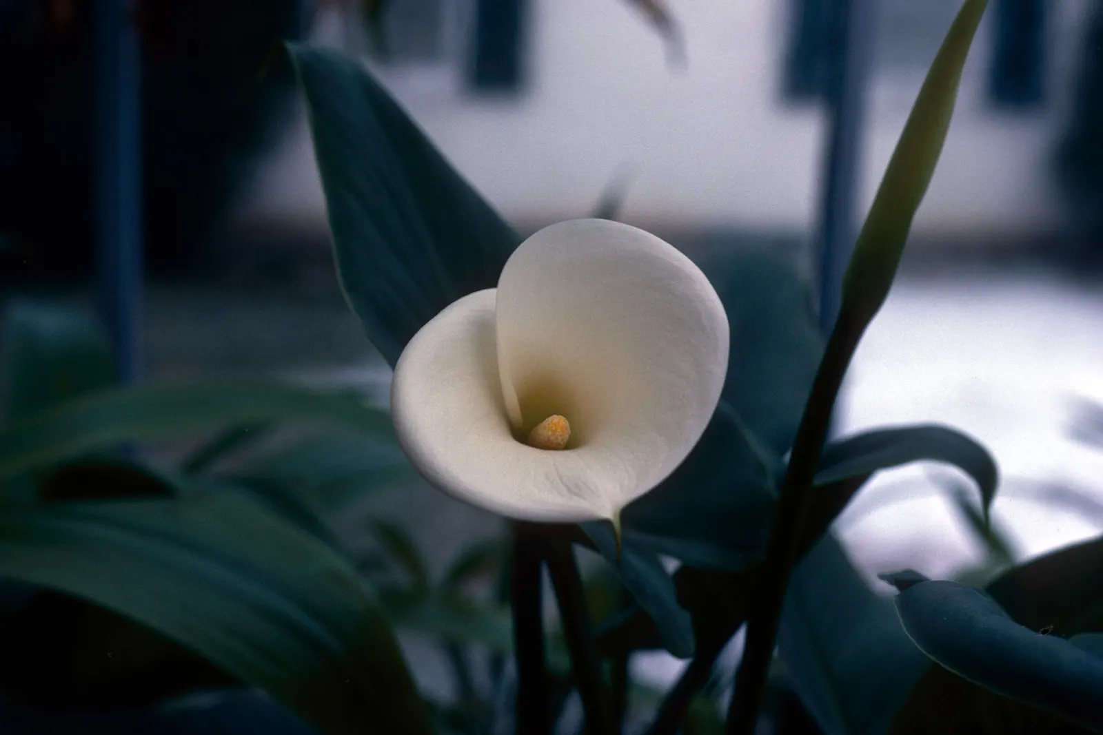 Calla Lily (Zantedeschia Aethiopica) — trumpet-shaped white spathes that enclose yellow spadices; the Calla Lily thrives in USDA hardiness zones 8, image 71