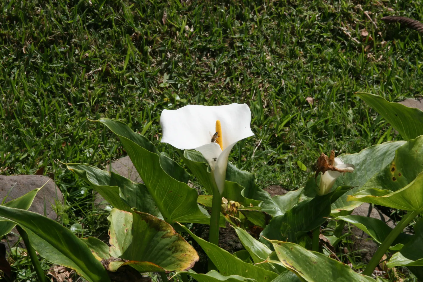 Calla Lily (Zantedeschia Aethiopica) — trumpet-shaped white spathes that enclose yellow spadices; the Calla Lily thrives in USDA hardiness zones 8, image 48