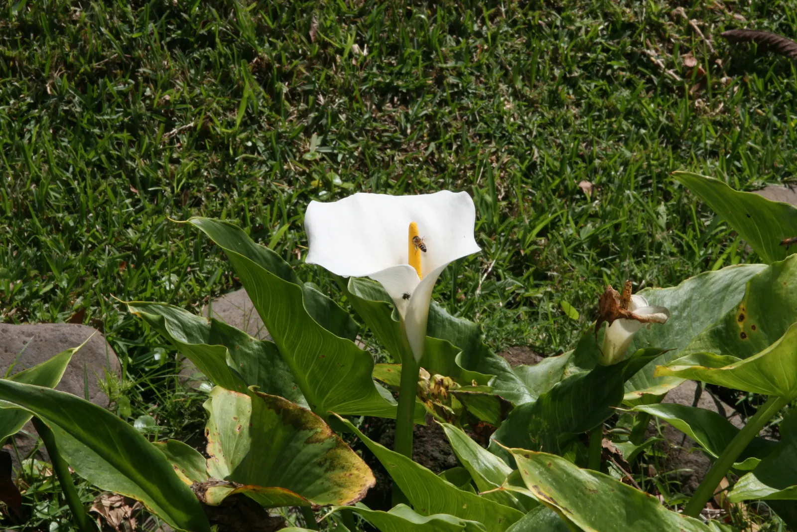 Calla Lily (Zantedeschia Aethiopica) — although hybrid varieties offer a palette ranging from yellow to pink; this graceful plant is cherished for, image 61
