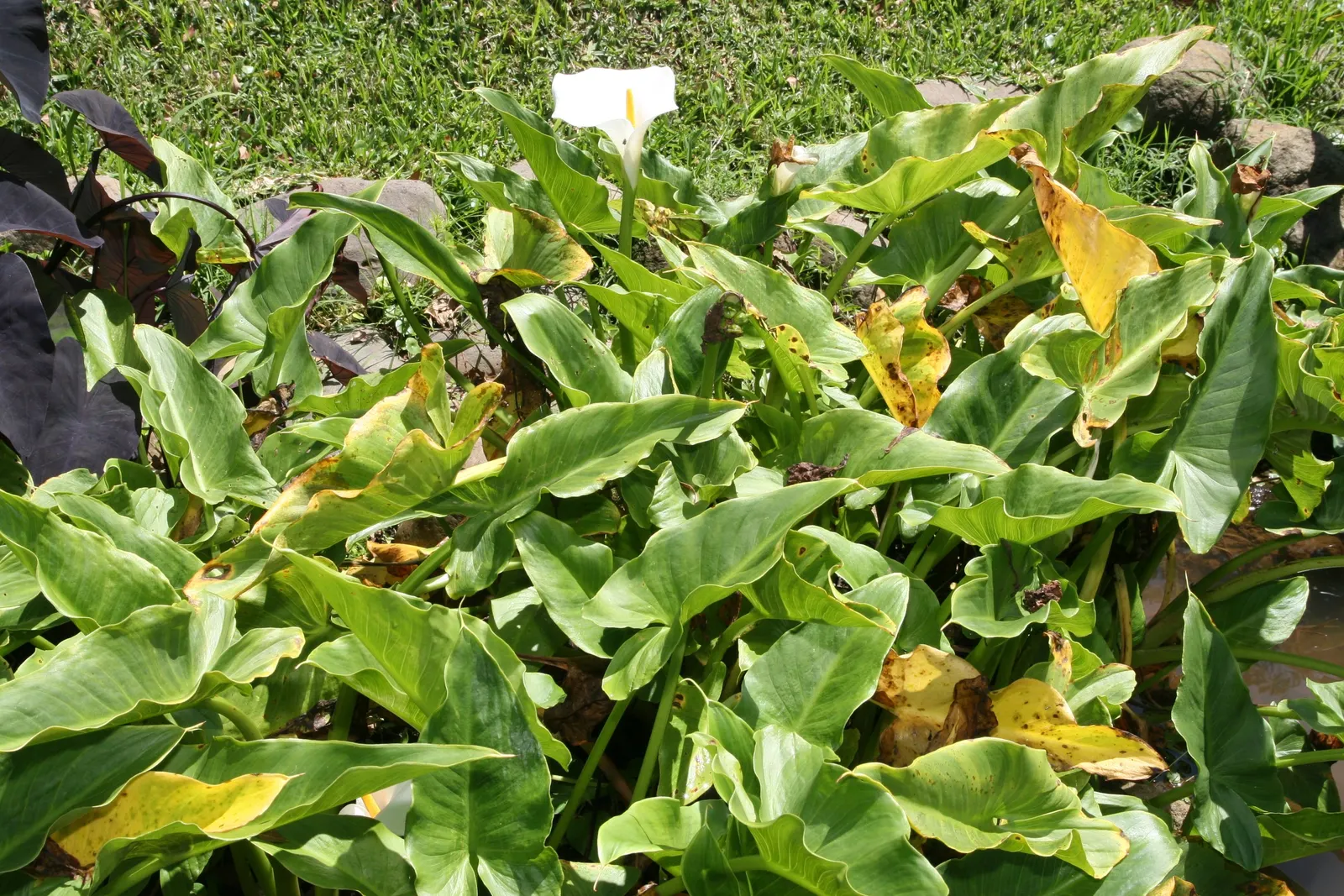 Calla Lily (Zantedeschia Aethiopica) — this graceful plant is cherished for its lush foliage and iconic; white flowers in the garden, image 102