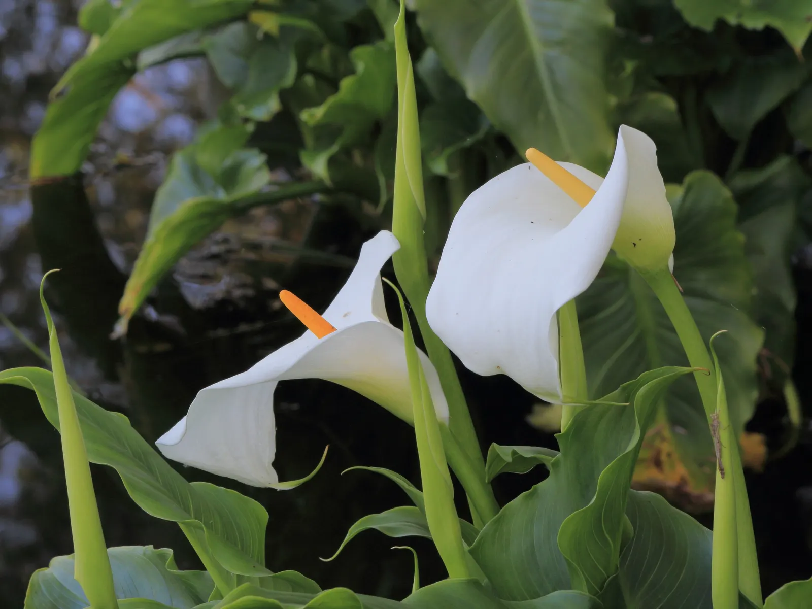 Calla Lily (Zantedeschia Aethiopica) — An area with morning sunlight and afternoon shade is optimal; note that all parts of the Calla Lily are, image 59