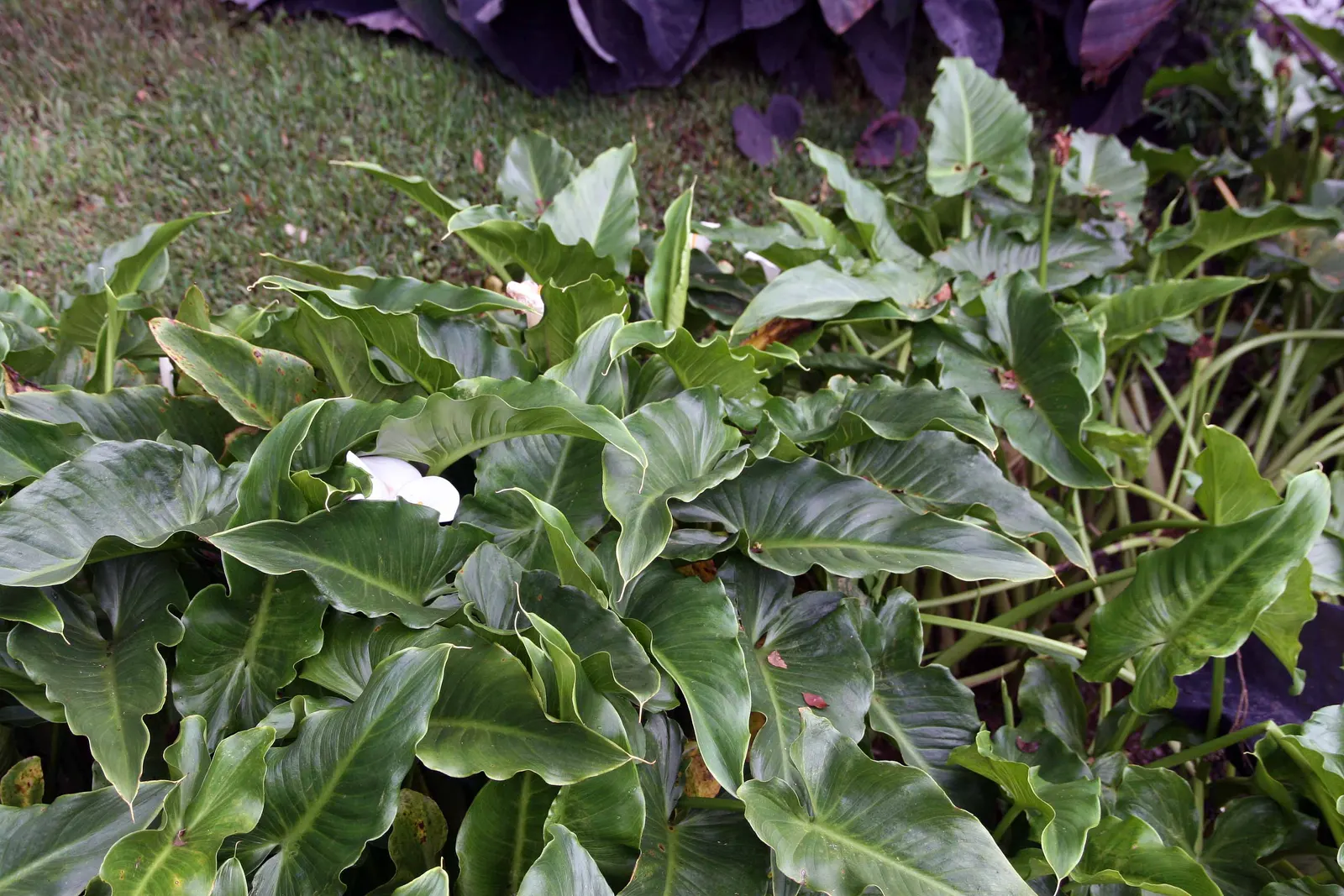 Calla Lily (Zantedeschia Aethiopica) — although hybrid varieties offer a palette ranging from yellow to pink; this graceful plant is cherished for, image 84
