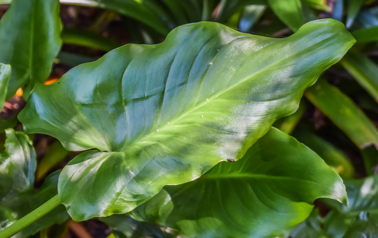 Calla Lily (Zantedeschia Aethiopica) — traditionally a crisp white