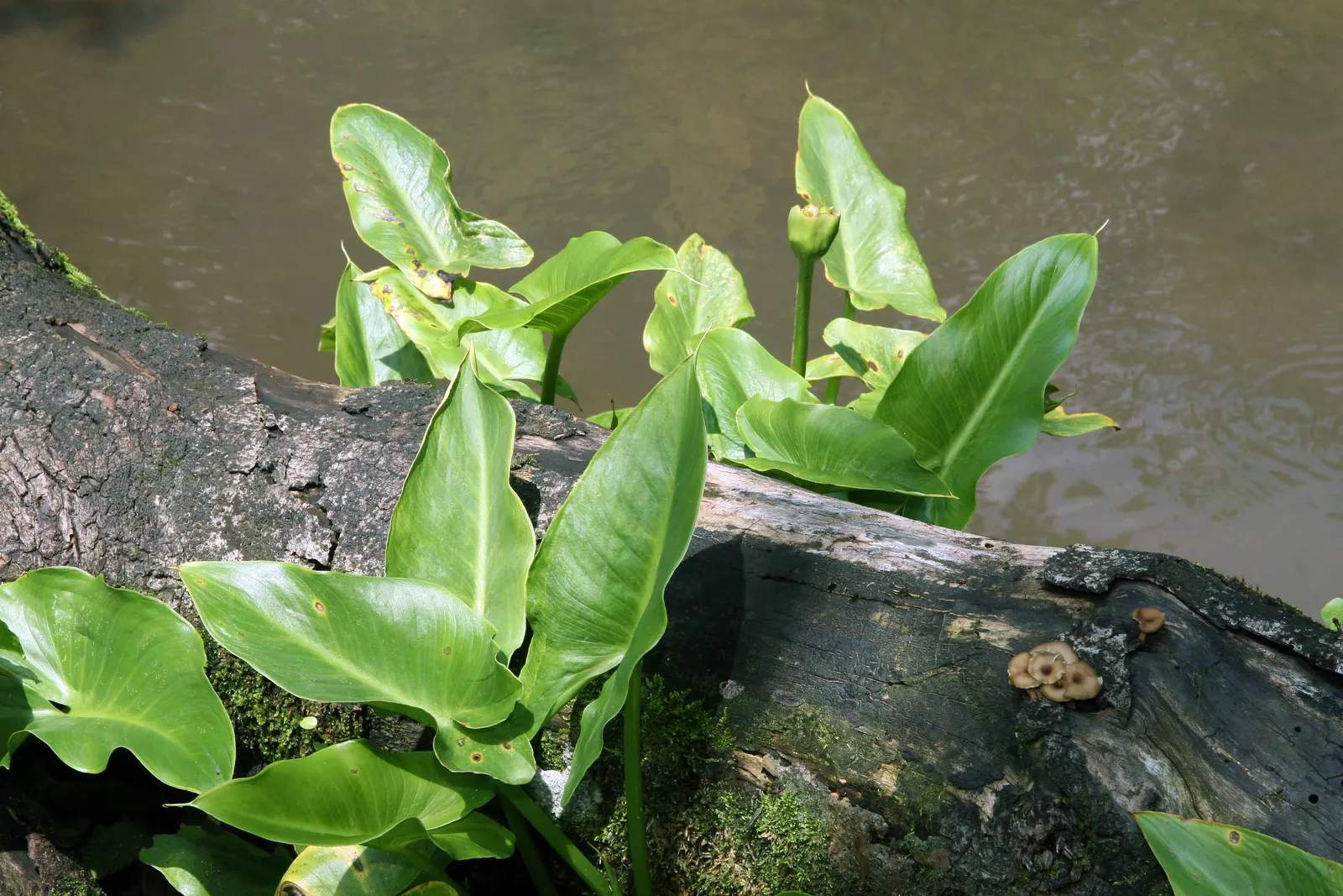 Calla Lily (Zantedeschia Aethiopica) — This plant is not only visually stunning but is also low maintenance, requiring minimal pruning