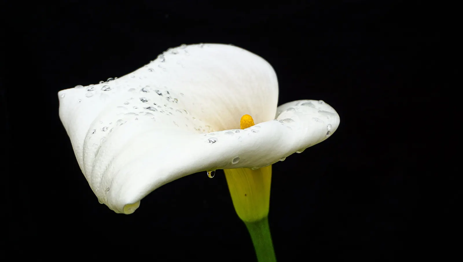 Calla Lily (Zantedeschia Aethiopica) — Thriving in USDA Zones 8-10, it prefers moist, well-draining soil and partial sun