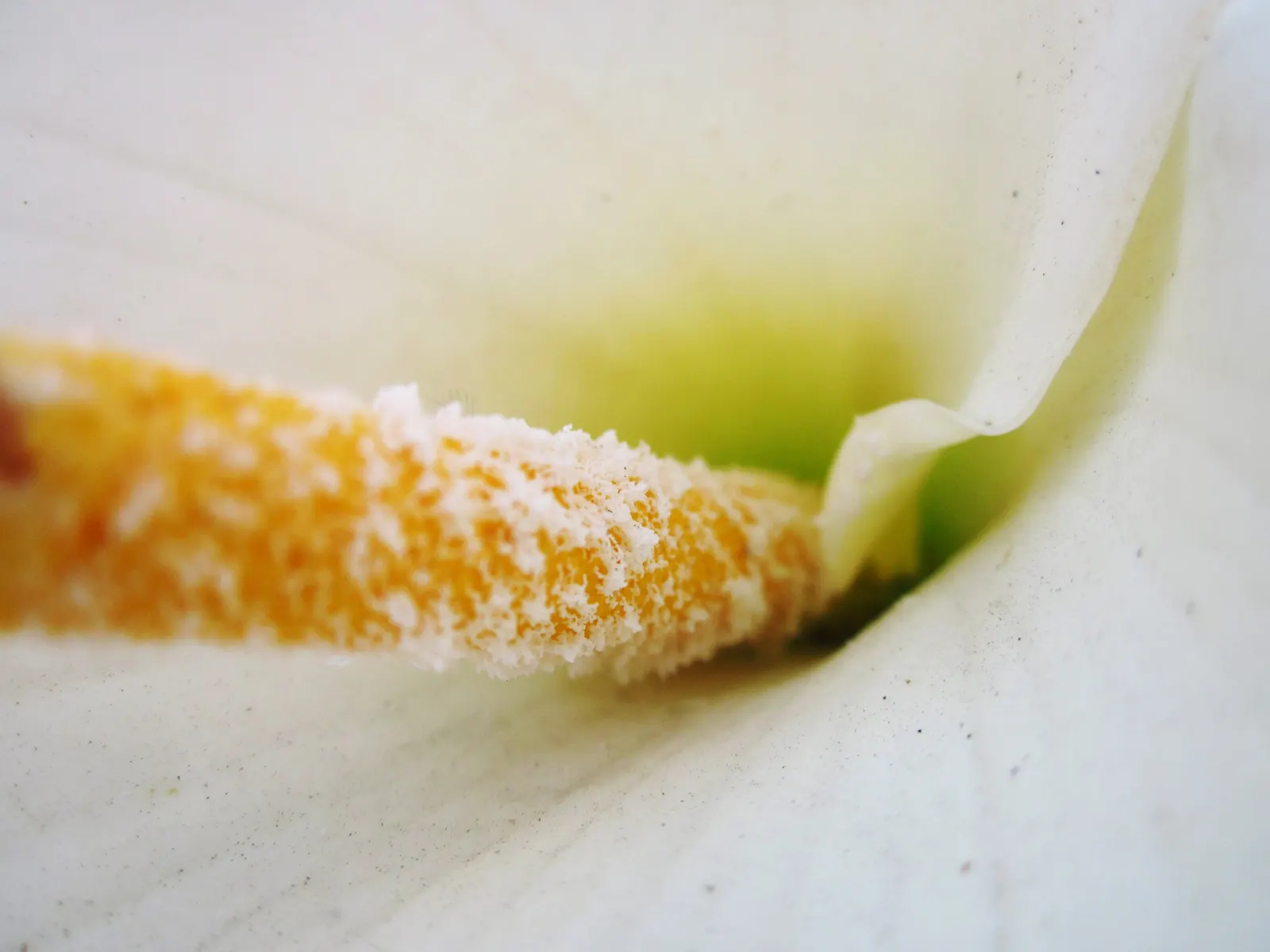 Calla Lily (Zantedeschia Aethiopica) — scientifically known as Zantedeschia aethiopica; note: All parts are toxic if ingested, image 100