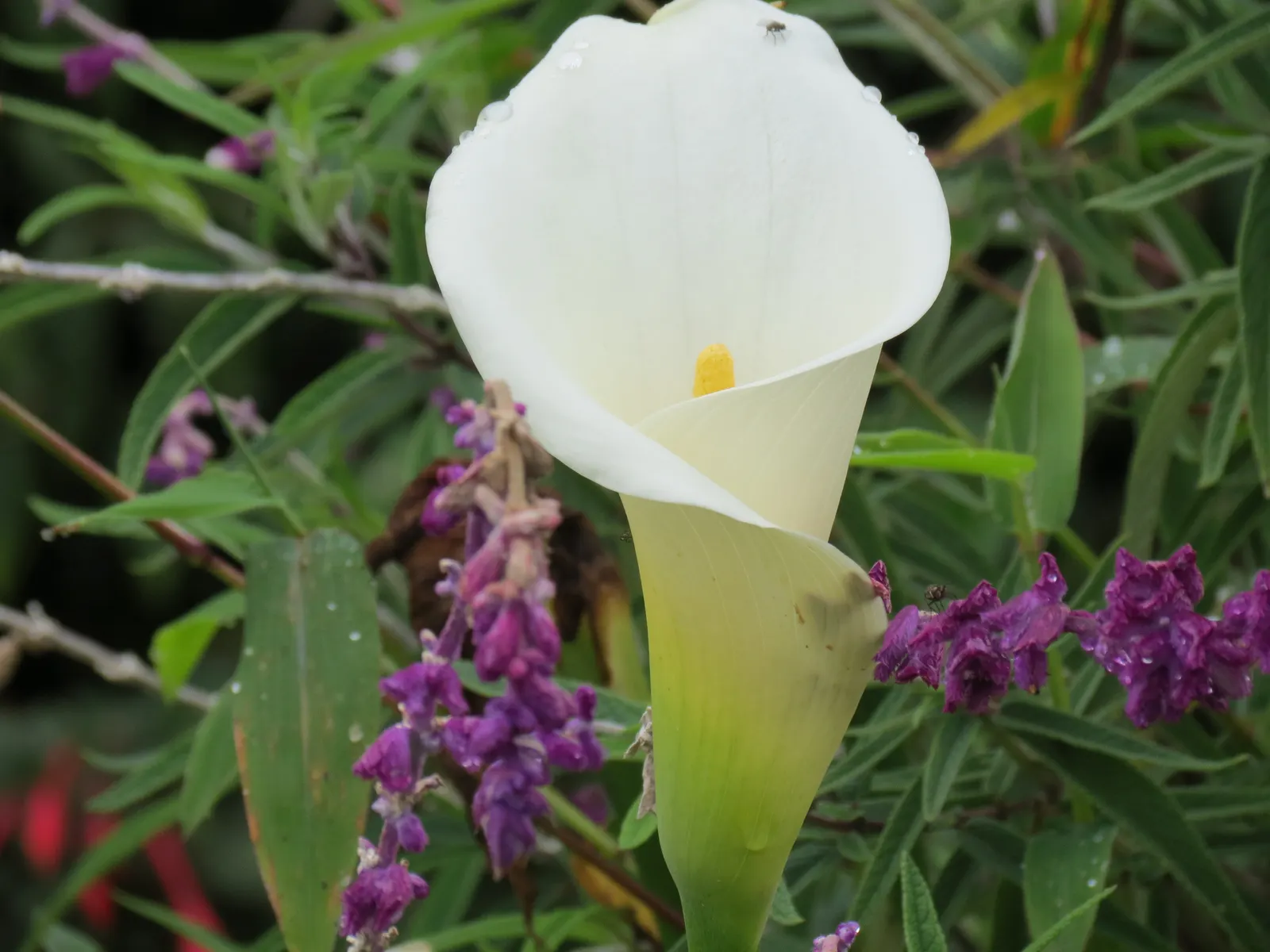 Calla Lily (Zantedeschia Aethiopica) — Note: All parts are toxic if ingested; perennial for full or half or shade, image 99