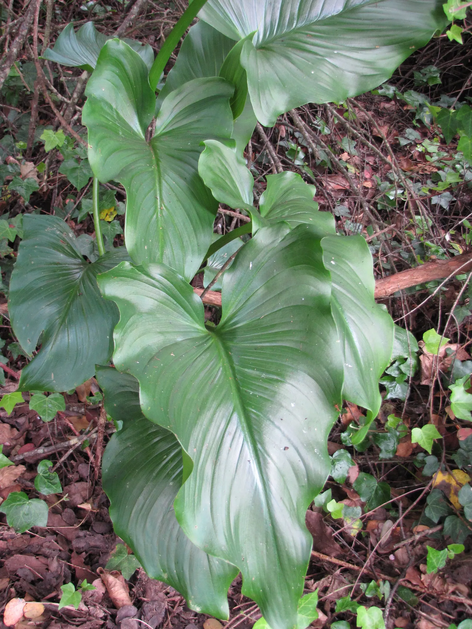 Calla Lily (Zantedeschia Aethiopica) — perennial for full or half or shade