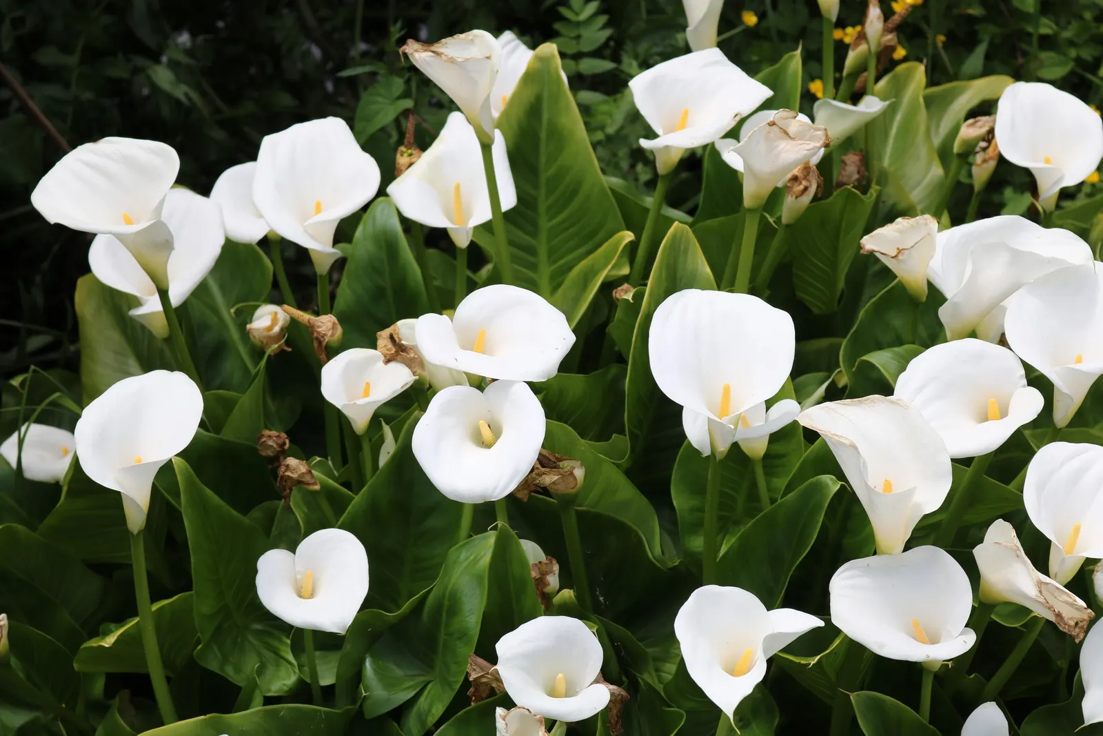 Calla Lily (Zantedeschia Aethiopica) — or as an accent in borders and containers; the Calla Lily (Zantedeschia aethiopica) is an eye-catching, image 63