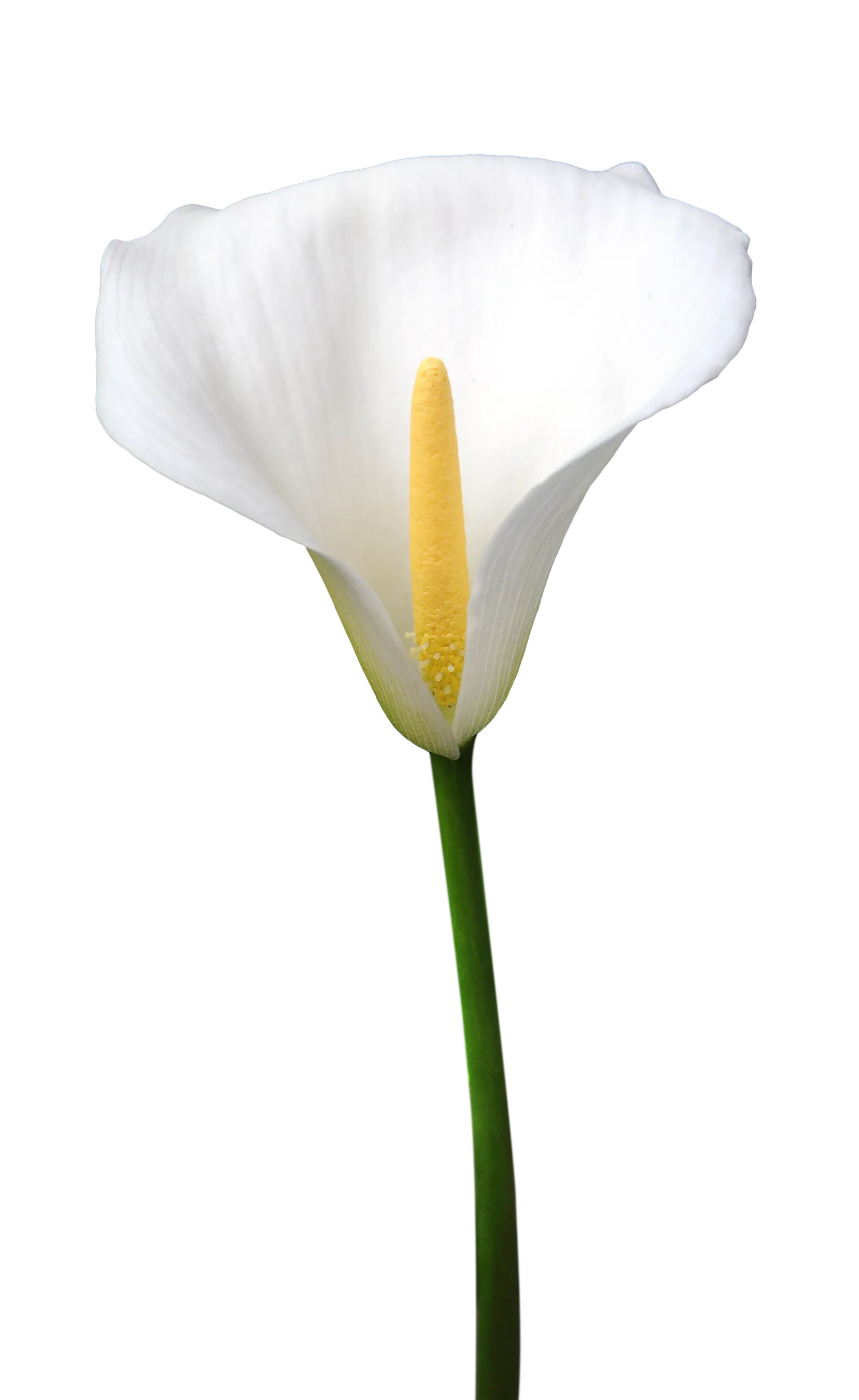 Calla Lily (Zantedeschia Aethiopica) — Typically reaching 2-3 feet in height