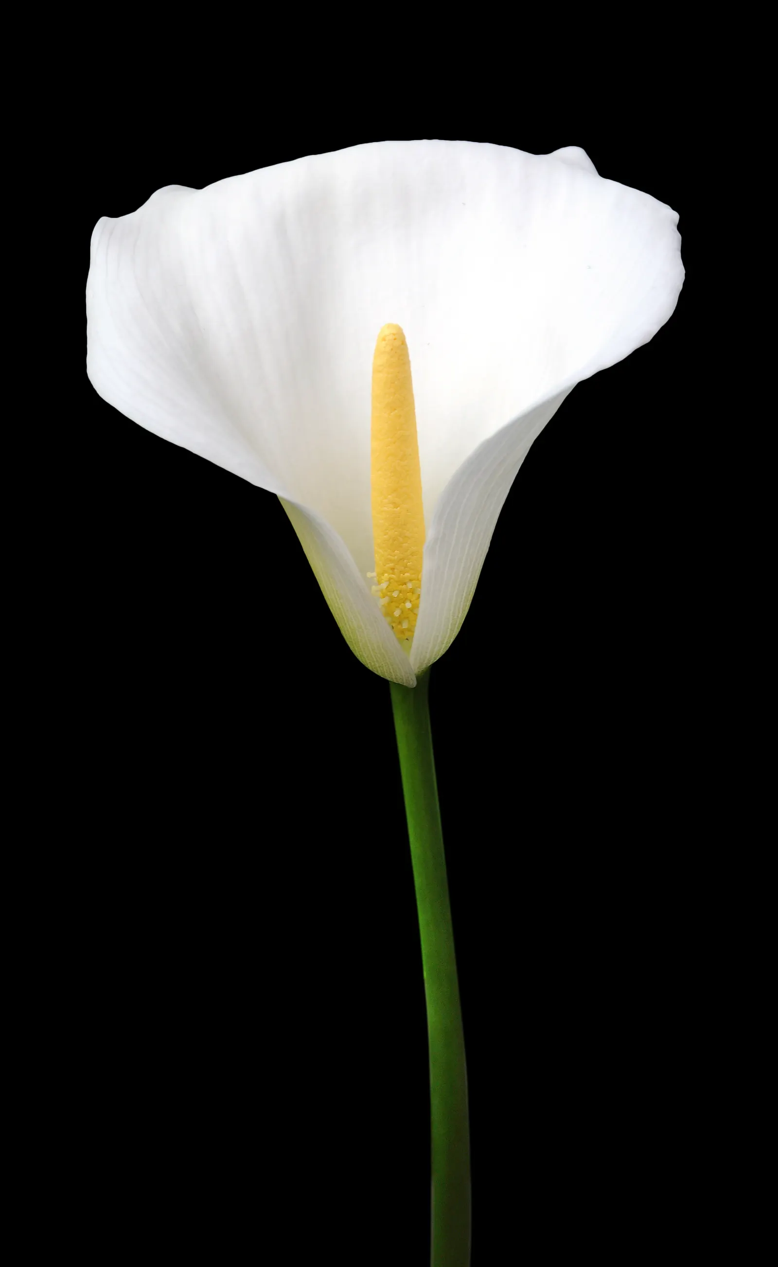 Calla Lily (Zantedeschia Aethiopica) — this exquisite plant adds a sophisticated touch to any water garden or floral border; blooming primarily in, image 52