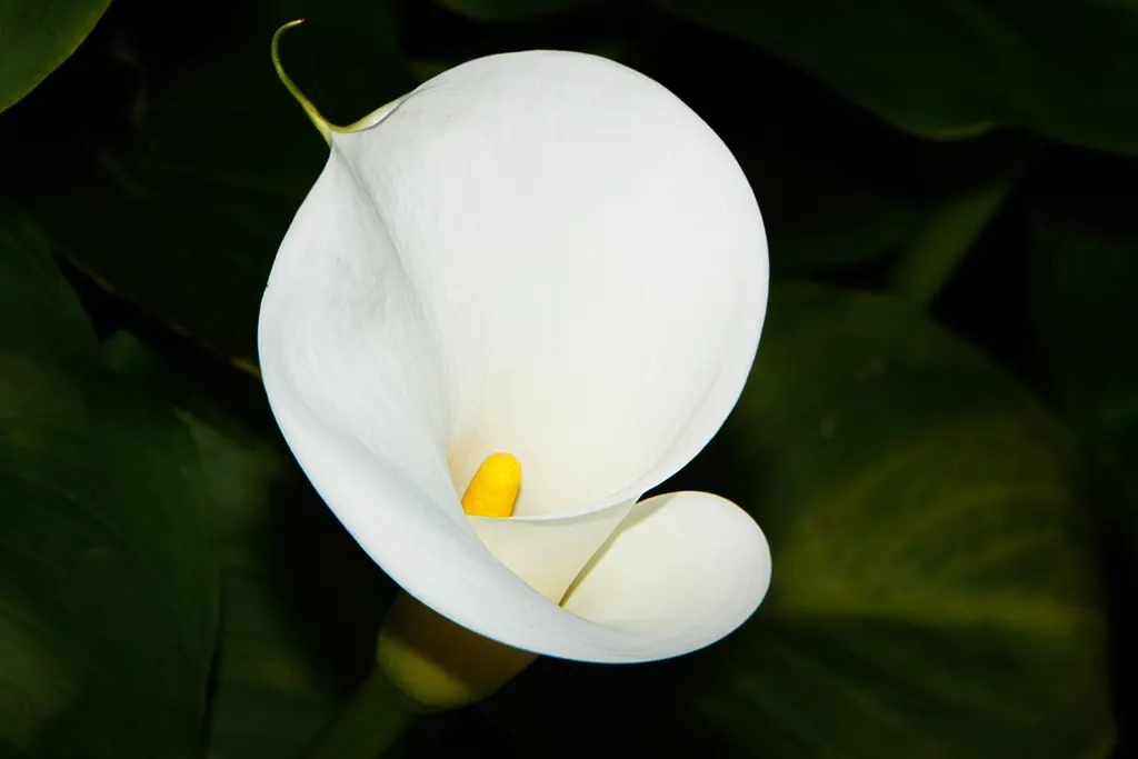 Calla Lily (Zantedeschia Aethiopica) — with foliage spreading up to 1-2 feet; rhizomatous plant that adds a touch of elegance and sculptural beauty, image 97