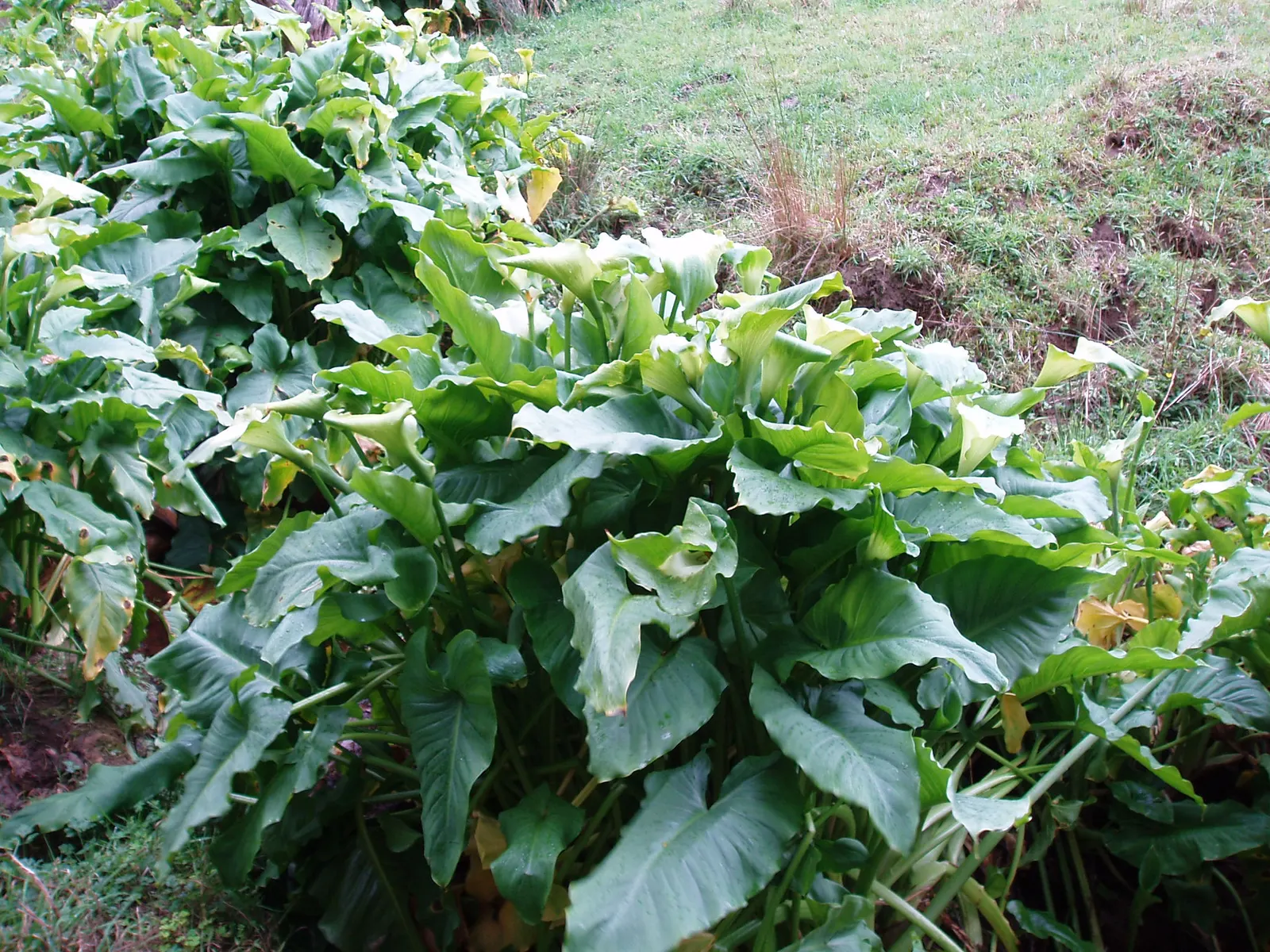 Calla Lily (Zantedeschia Aethiopica) — or as an accent in borders and containers