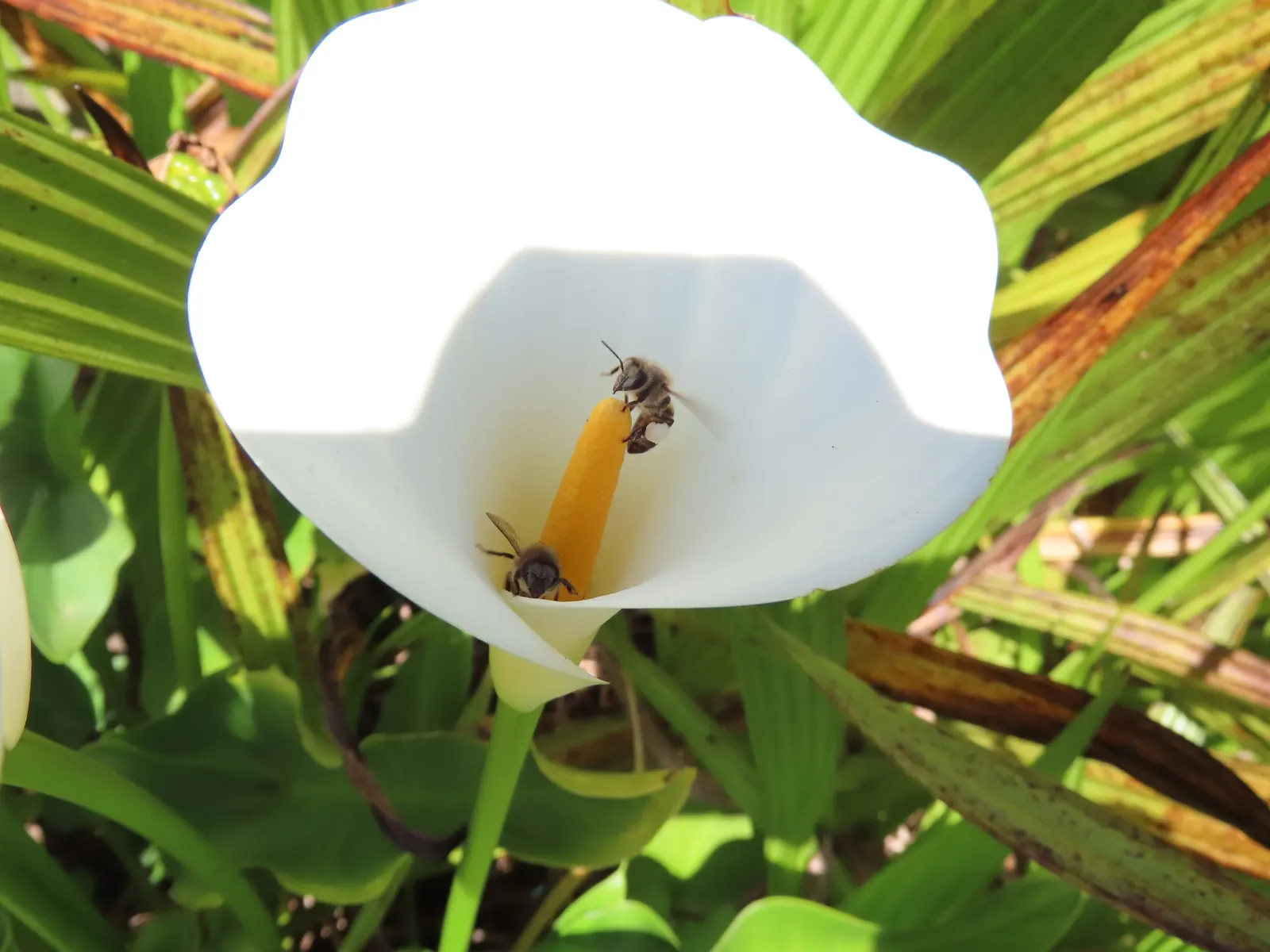 Calla Lily (Zantedeschia Aethiopica) — This plant is not only visually stunning but is also low maintenance, requiring minimal pruning, image 87