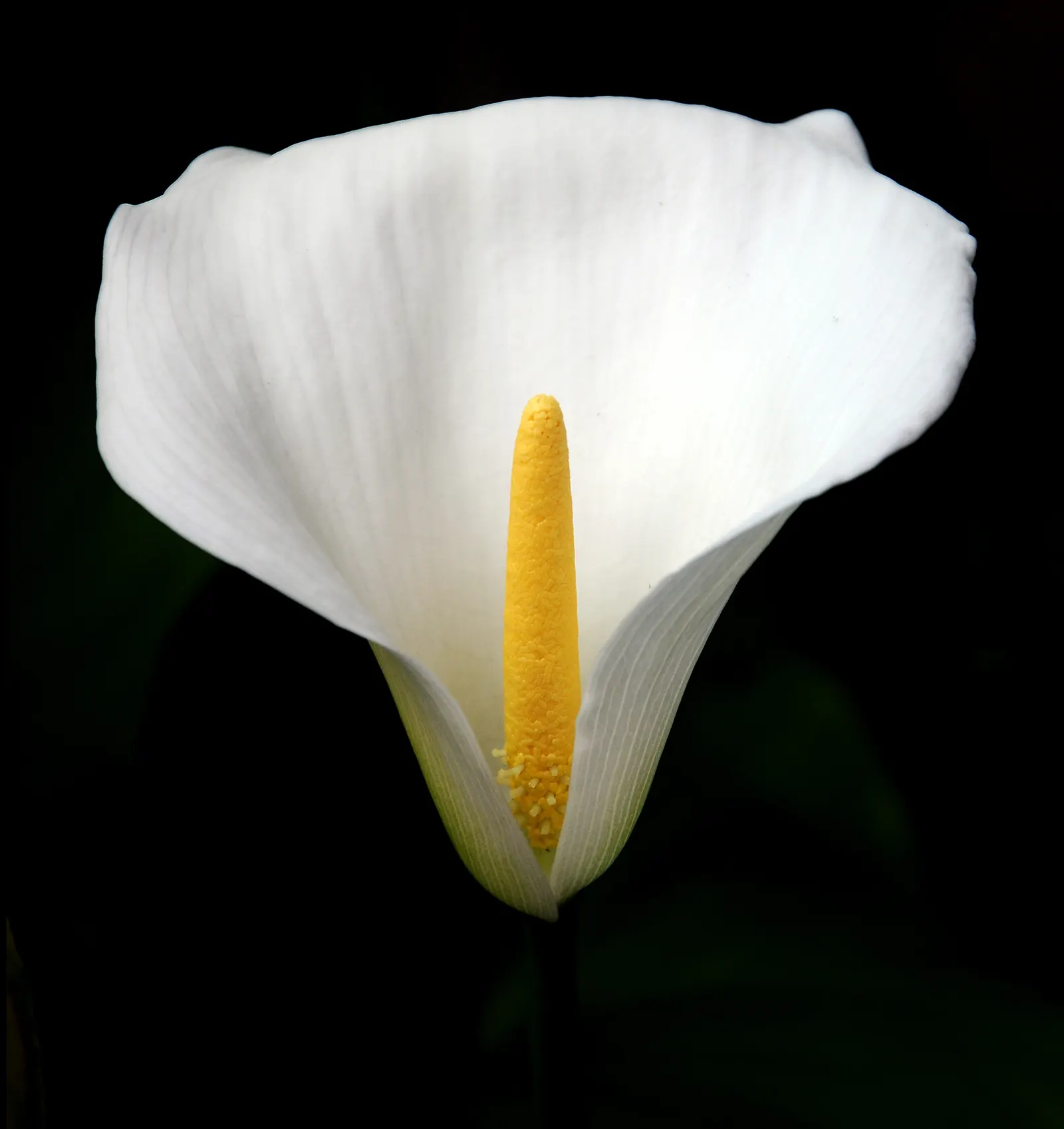 Calla Lily (Zantedeschia Aethiopica) — scientifically known as Zantedeschia aethiopica; note: All parts are toxic if ingested
