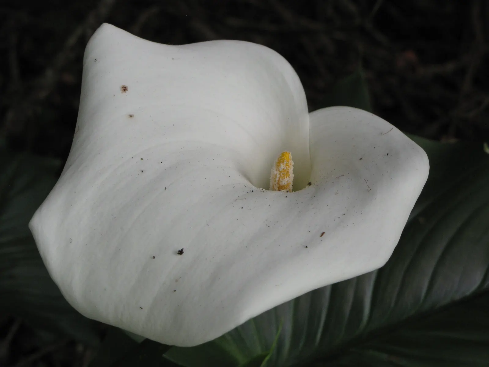 Calla Lily (Zantedeschia Aethiopica) — An area with morning sunlight and afternoon shade is optimal; note that all parts of the Calla Lily are, image 82