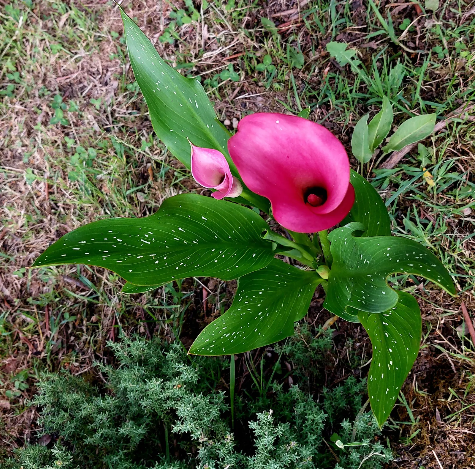 Calla Lily (Zantedeschia Aethiopica) — perennial for full or half or shade; so caution is advised for gardens frequented by children and pets, image 69
