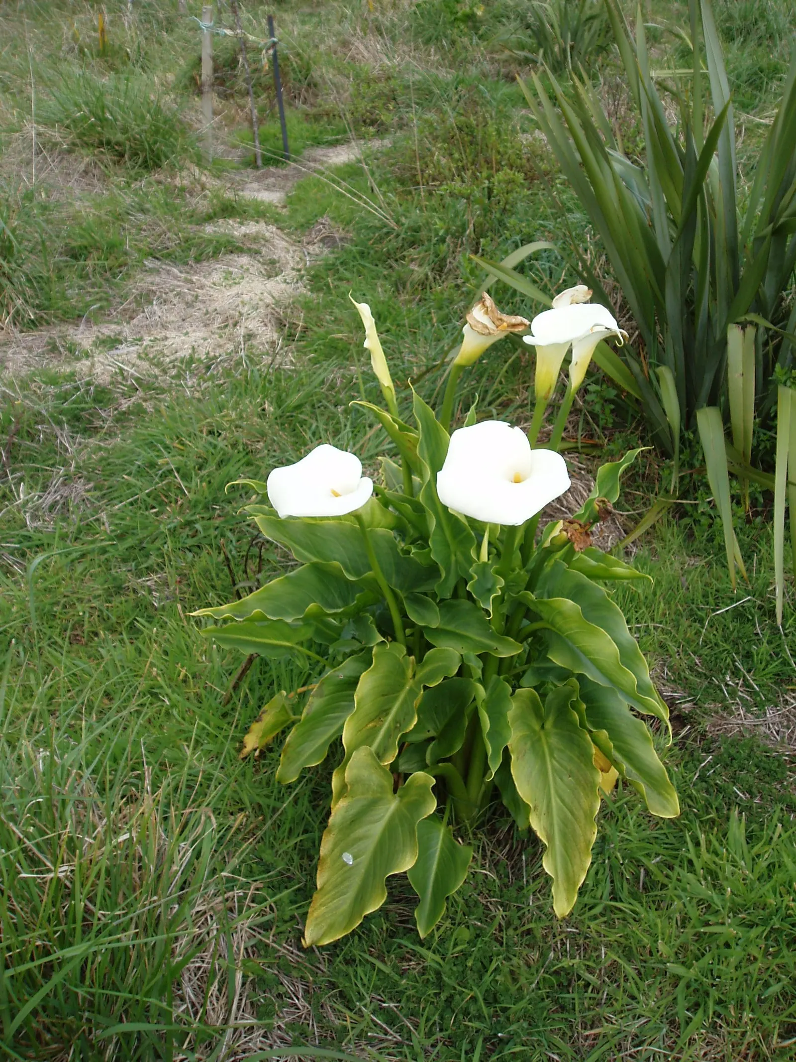 Calla Lily (Zantedeschia Aethiopica) — this graceful plant is cherished for its lush foliage and iconic