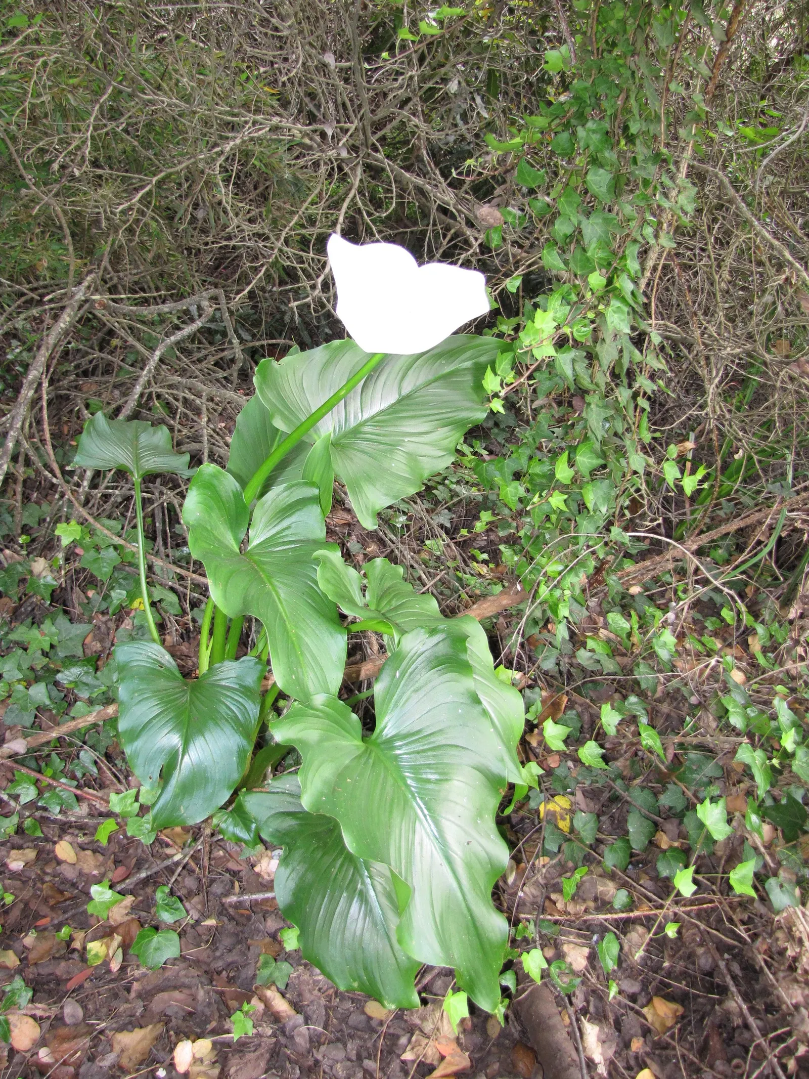 Calla Lily (Zantedeschia Aethiopica) — so caution is advised for gardens frequented by children and pets; perennial with white blooms