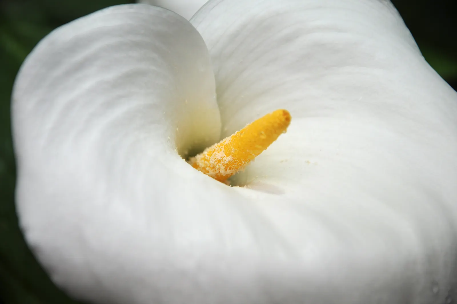 Calla Lily (Zantedeschia Aethiopica) — This plant is not only visually stunning but is also low maintenance, requiring minimal pruning; scientifically known as