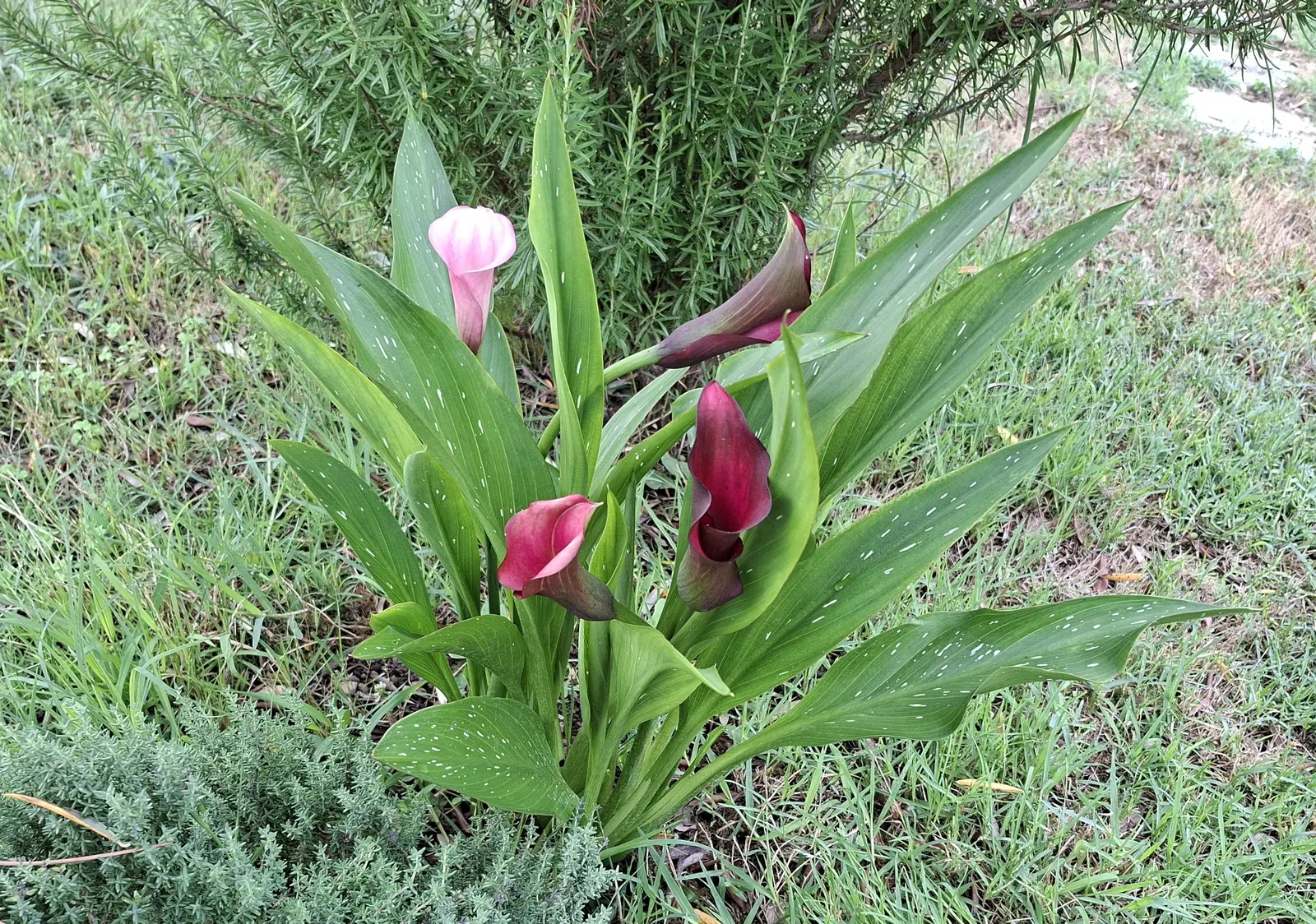 Calla Lily (Zantedeschia Aethiopica) — this exquisite plant adds a sophisticated touch to any water garden or floral border; blooming primarily in, image 75