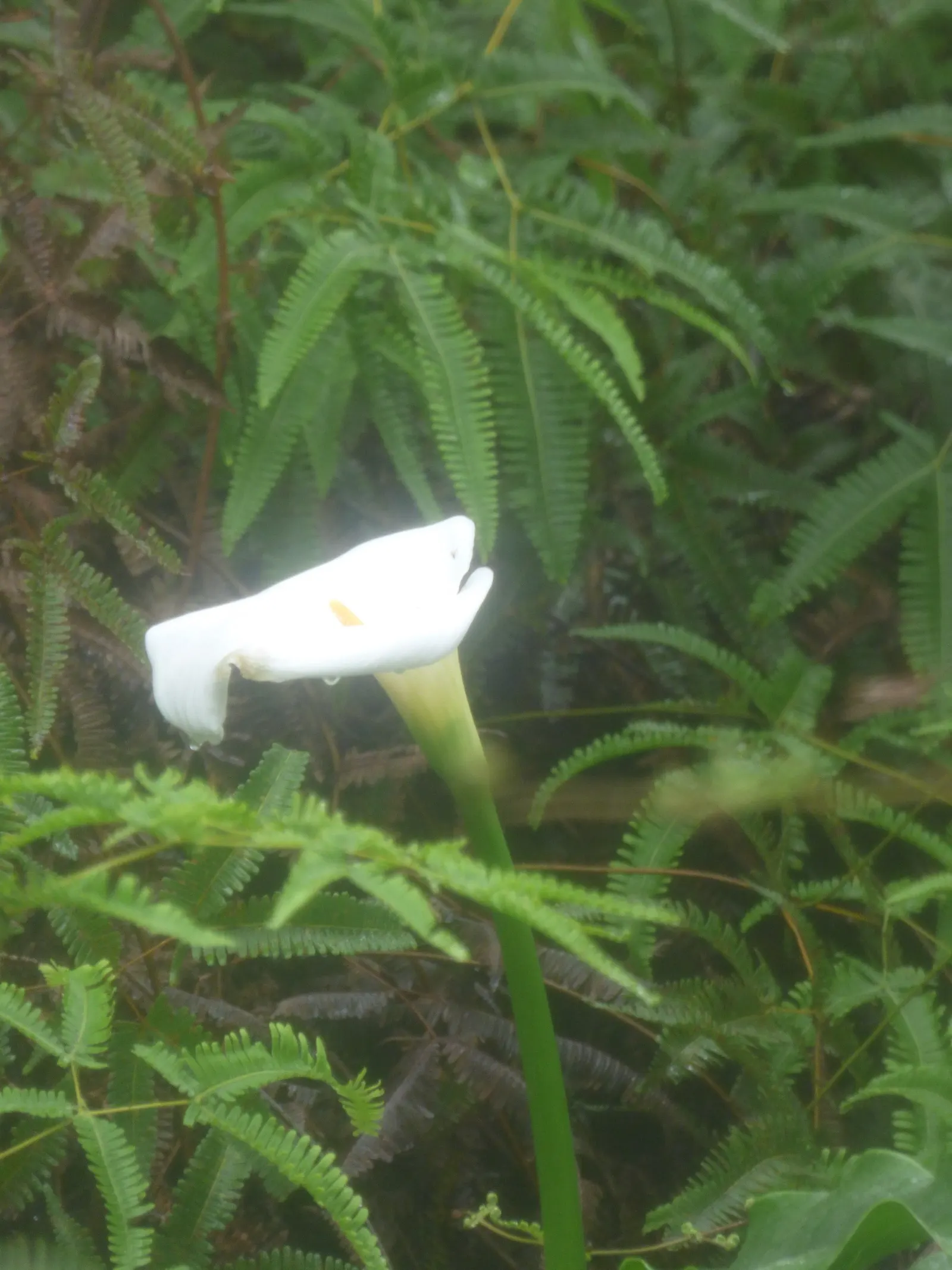 Calla Lily (Zantedeschia Aethiopica) — An area with morning sunlight and afternoon shade is optimal