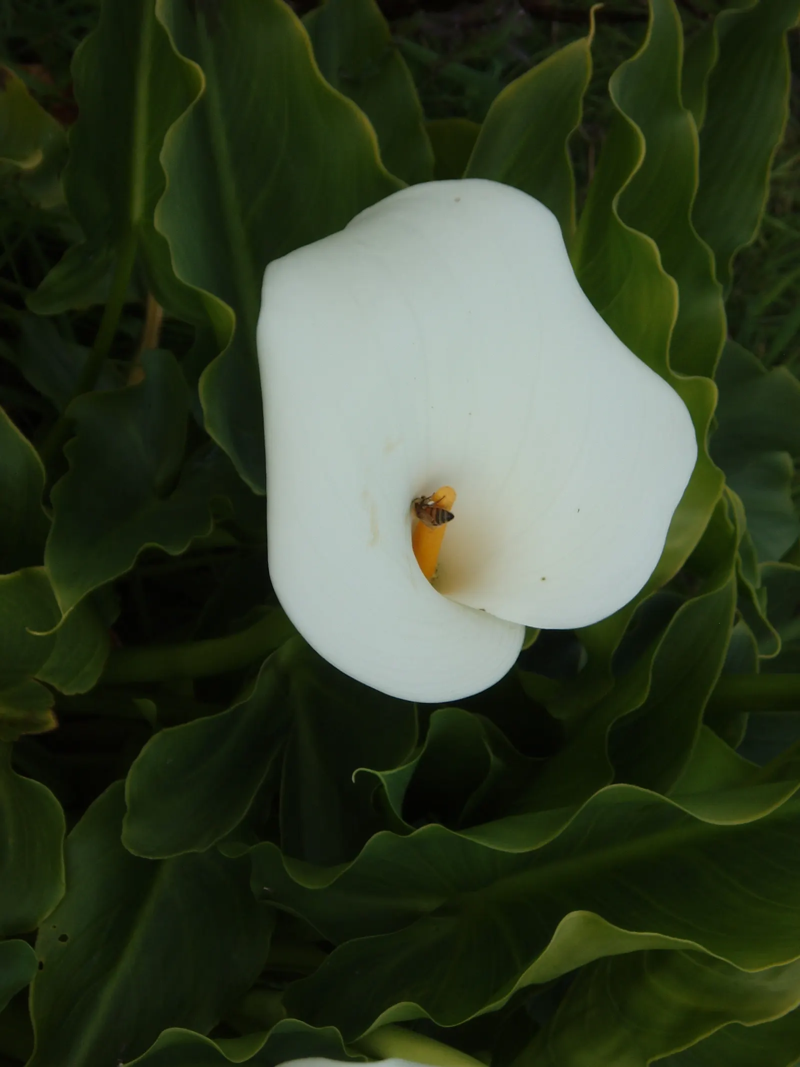Calla Lily (Zantedeschia Aethiopica) — white flowers in the garden