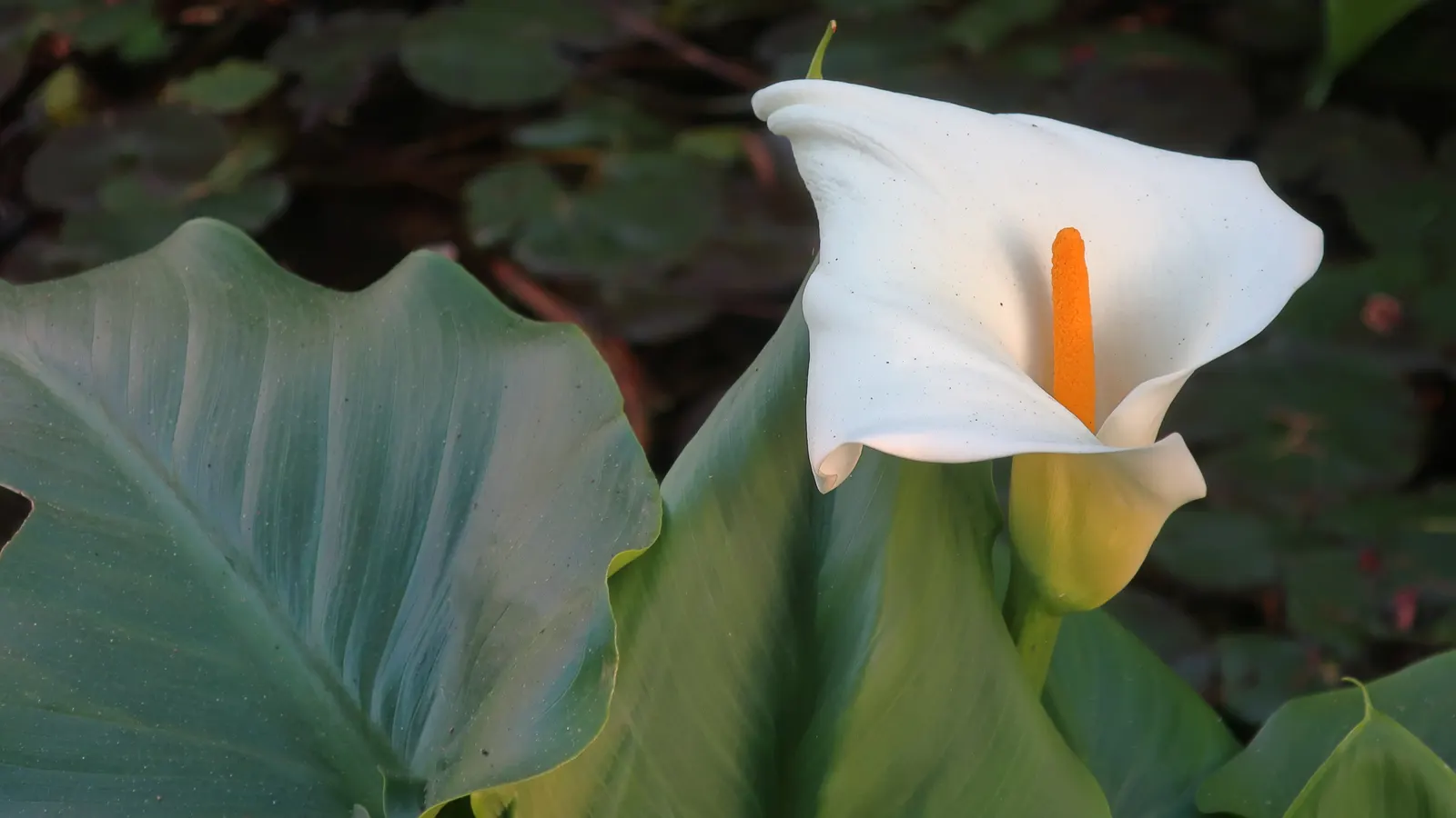 Calla Lily (Zantedeschia Aethiopica) — rhizomatous plant that adds a touch of elegance and sculptural beauty to any landscape design; traditionally, image 55