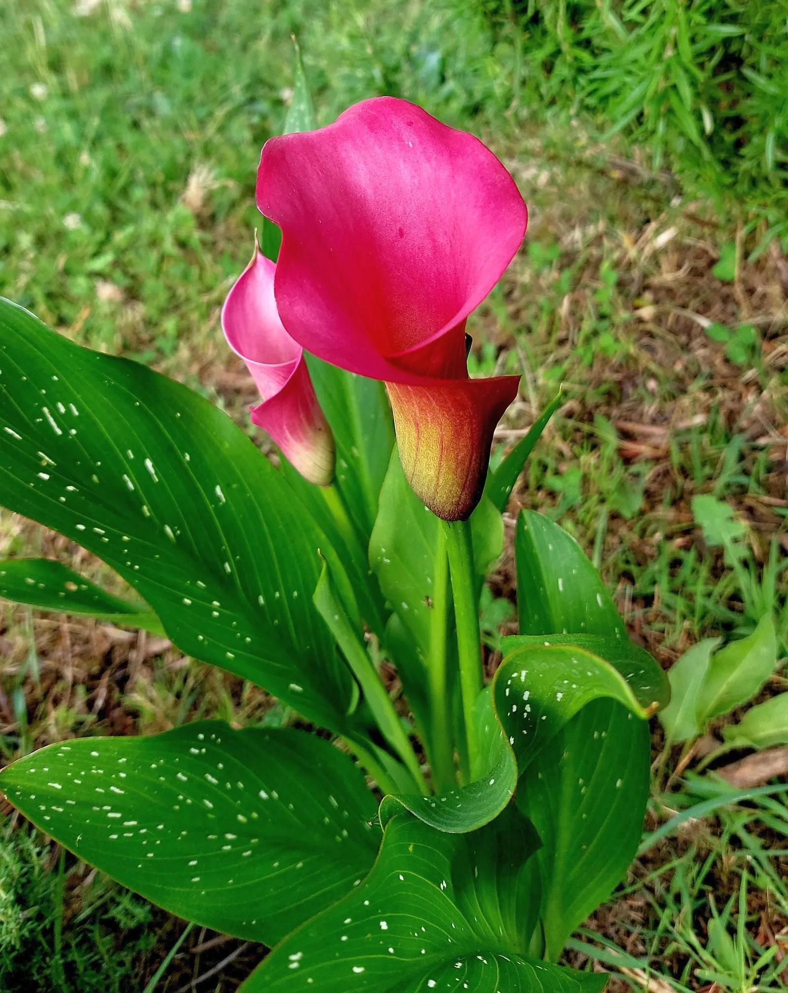 Calla Lily (Zantedeschia Aethiopica) — Note: All parts are toxic if ingested