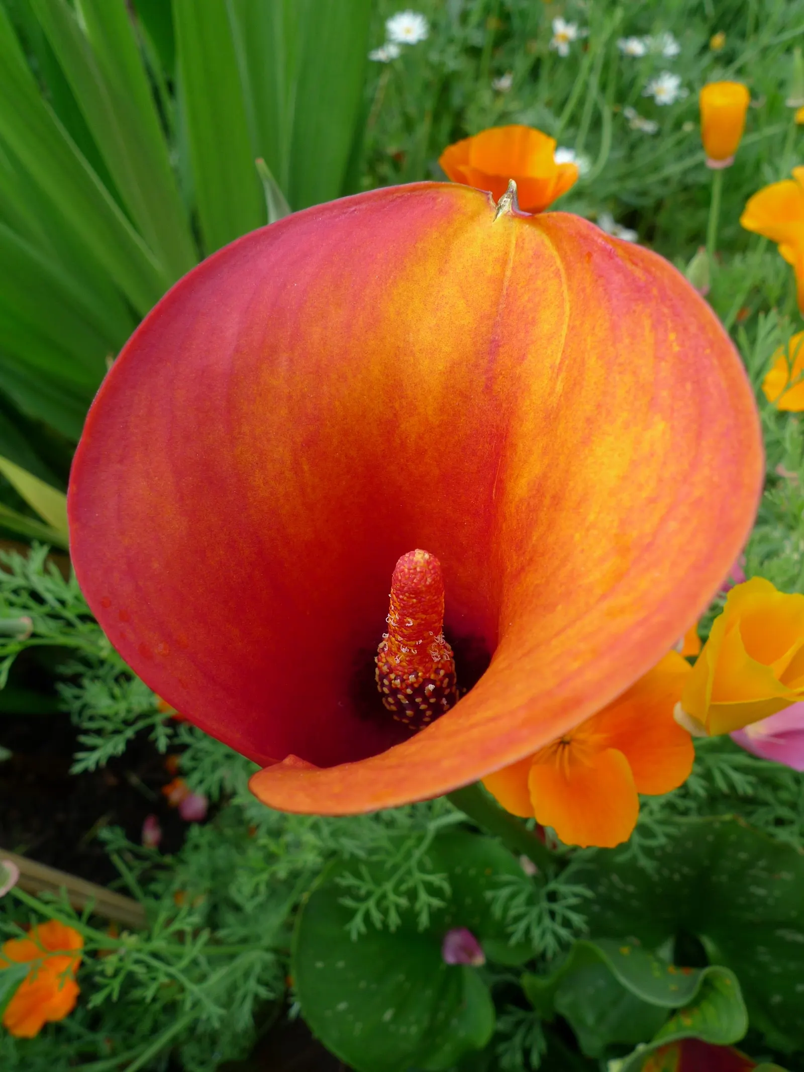 Calla Lily (Zantedeschia Aethiopica) — Note: All parts are toxic if ingested; perennial for full or half or shade, image 76