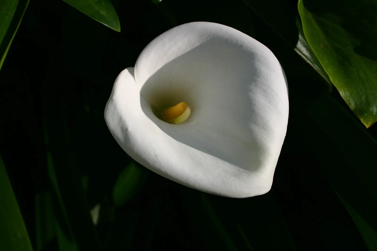 Calla Lily (Zantedeschia Aethiopica) — perennial with white blooms; an area with morning sunlight and afternoon shade is optimal