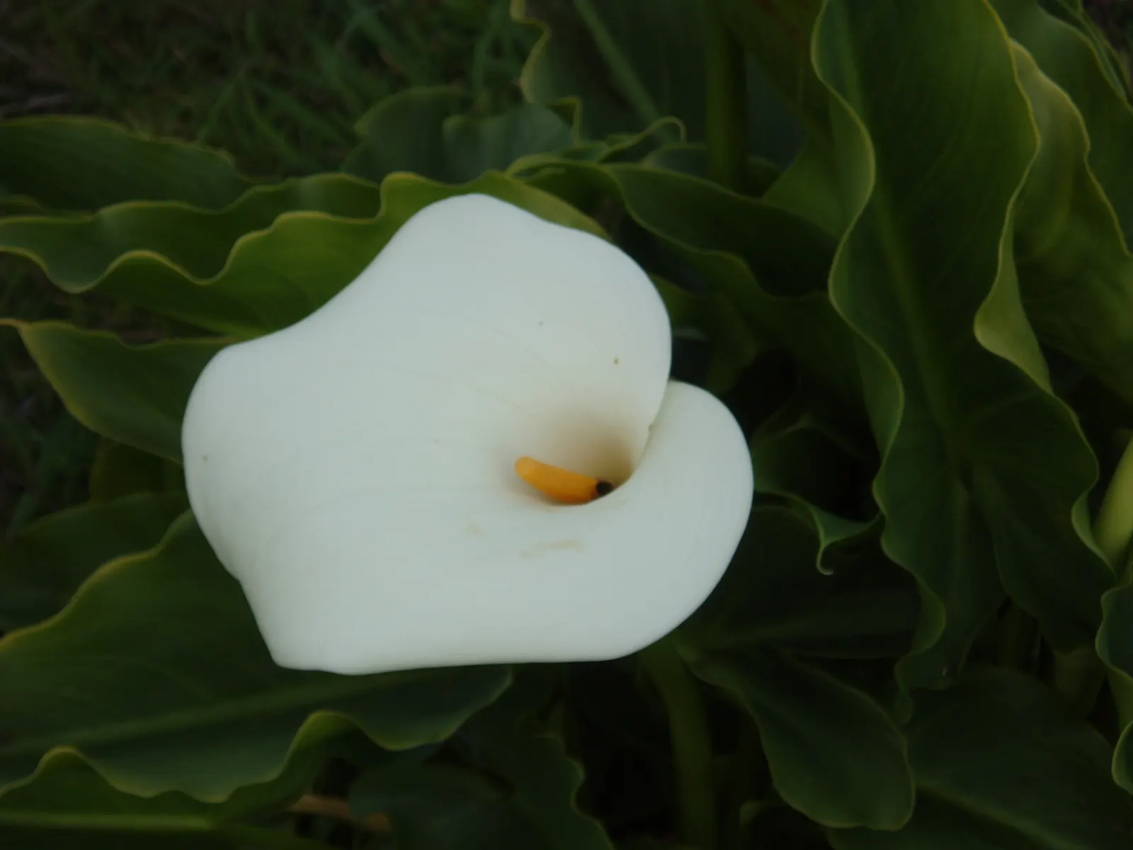 Calla Lily (Zantedeschia Aethiopica) — traditionally a crisp white; thriving in USDA Zones 8-10, it prefers moist, well-draining soil and partial, image 106