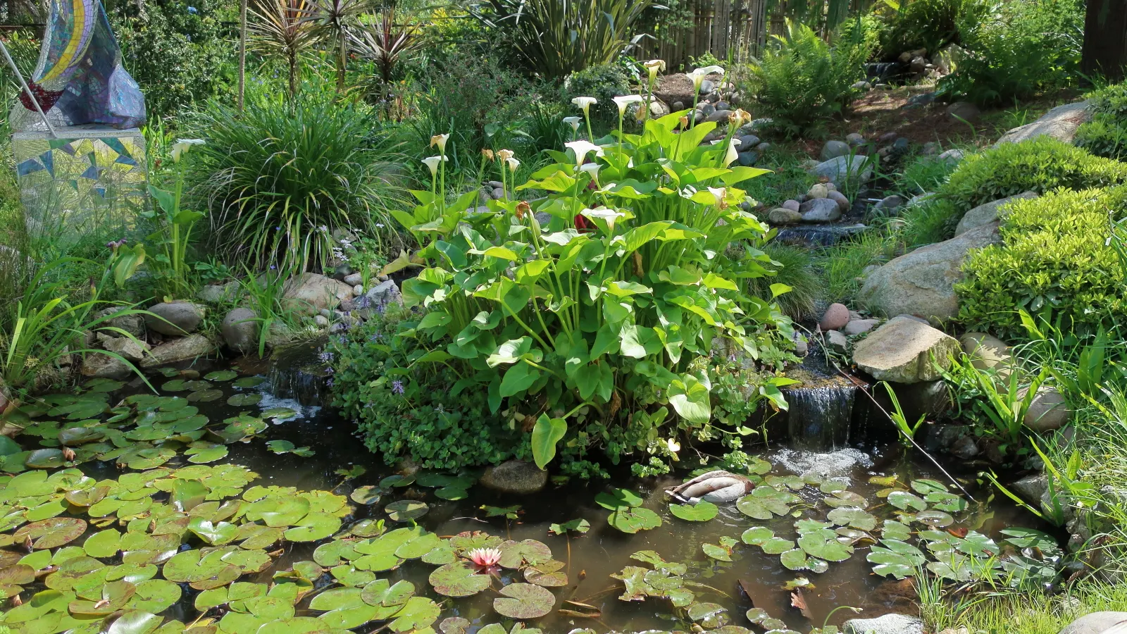 Calla Lily (Zantedeschia Aethiopica) — this exquisite plant adds a sophisticated touch to any water garden or floral border