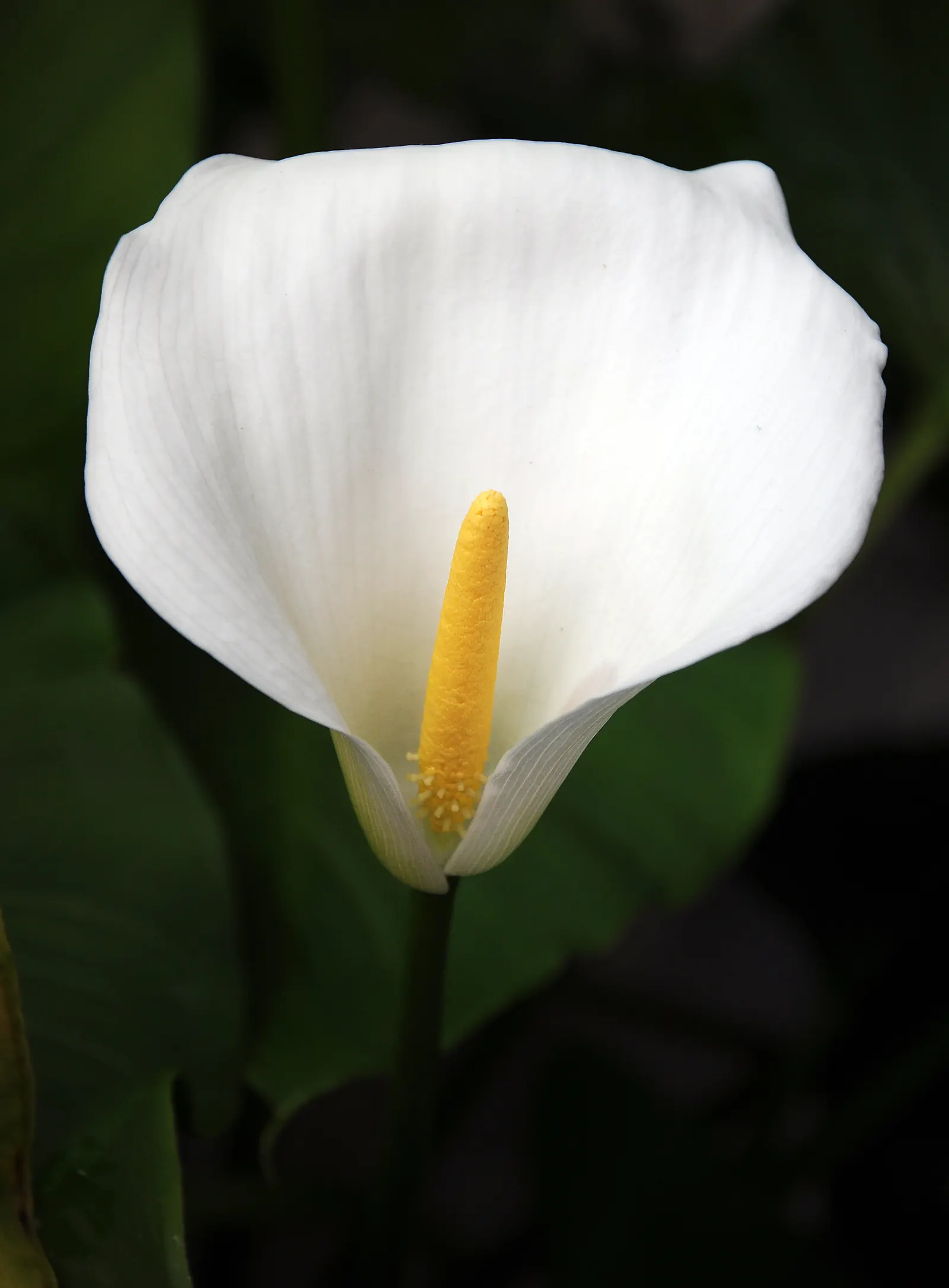 Calla Lily (Zantedeschia Aethiopica) — white flowers in the garden; this exquisite plant adds a sophisticated touch to any water garden or floral, image 67