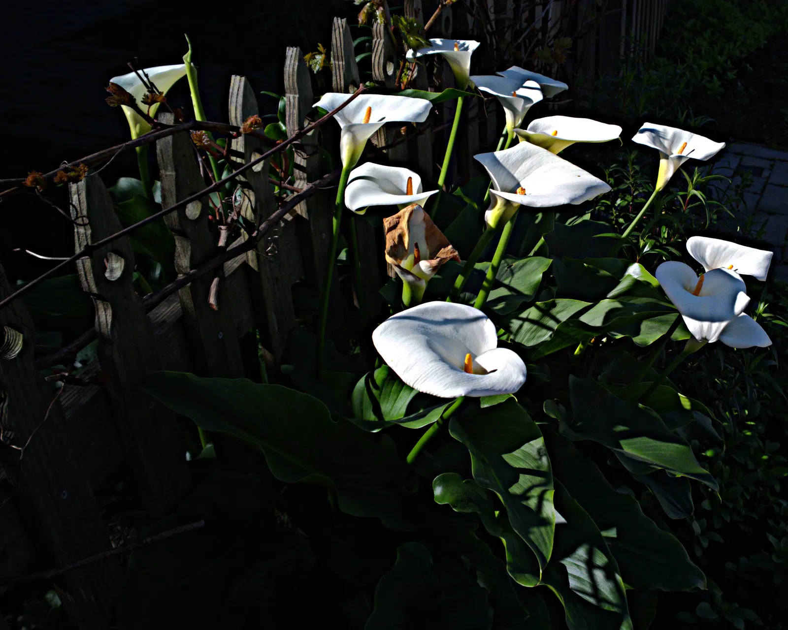 Calla Lily (Zantedeschia Aethiopica) — the Calla Lily thrives in USDA hardiness zones 8 through 10; with foliage spreading up to 1-2 feet
