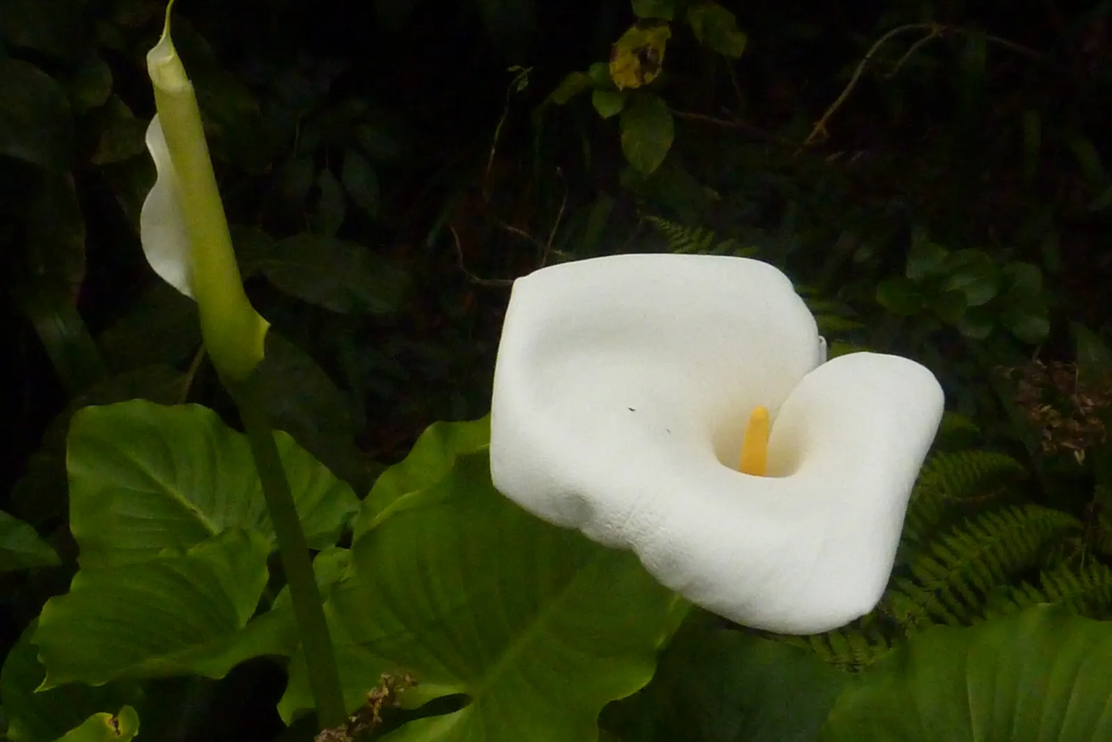 Calla Lily (Zantedeschia Aethiopica) — or as an accent in borders and containers; the Calla Lily (Zantedeschia aethiopica) is an eye-catching perennial