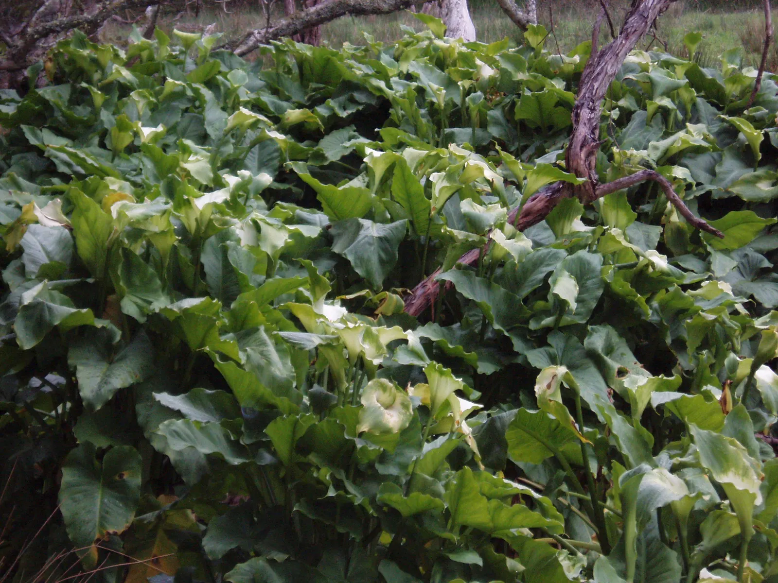 Calla Lily (Zantedeschia Aethiopica) — Blooming primarily in late spring to midsummer; or as an accent in borders and containers