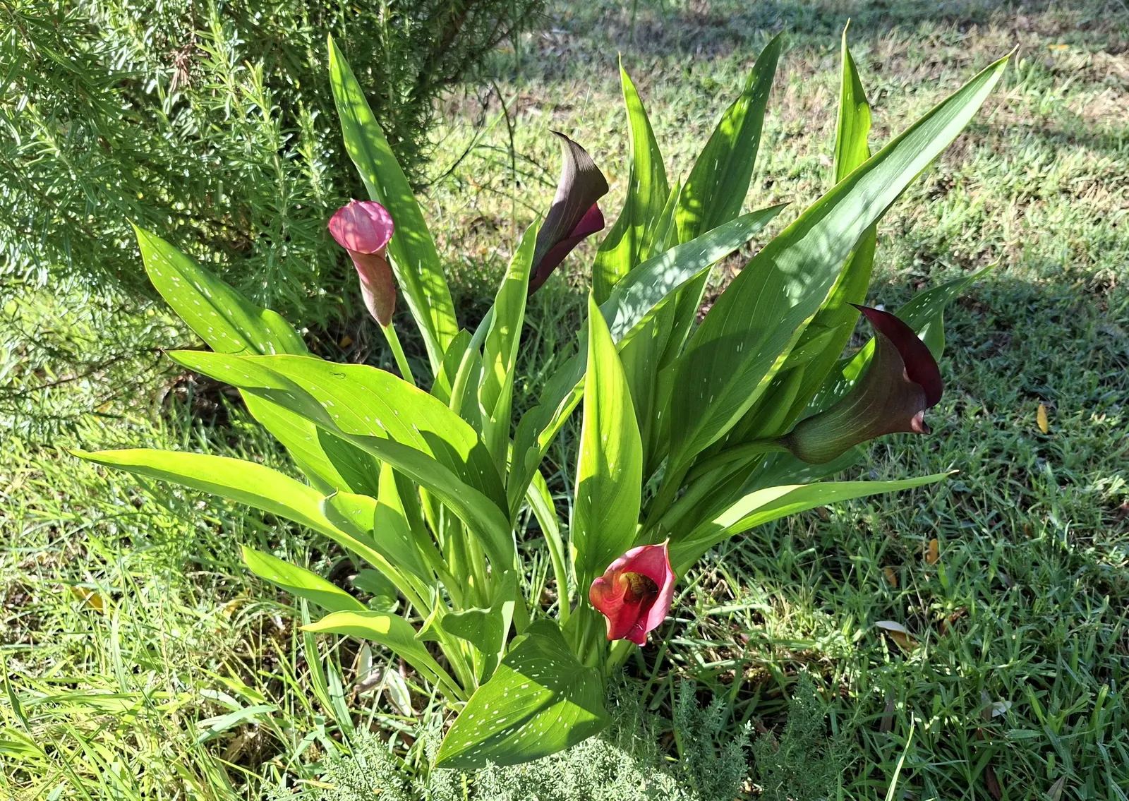 Calla Lily (Zantedeschia Aethiopica) — perennial with white blooms; an area with morning sunlight and afternoon shade is optimal, image 91