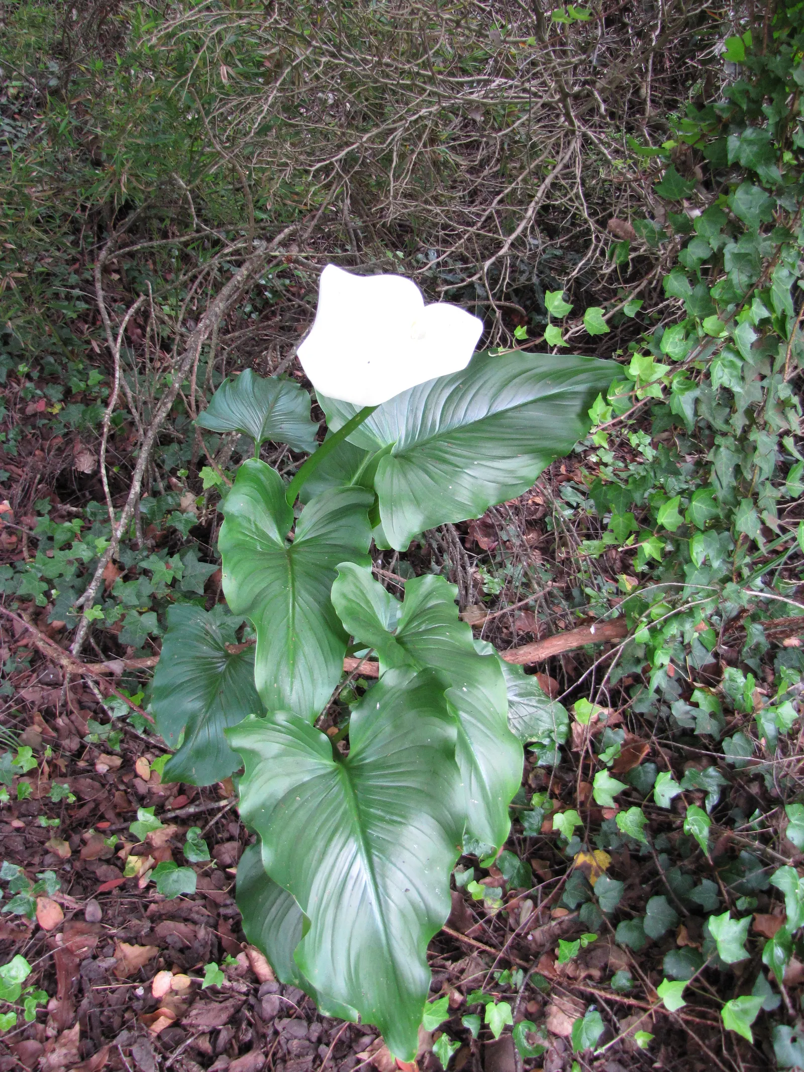 Calla Lily (Zantedeschia Aethiopica) — or as an accent in borders and containers; the Calla Lily (Zantedeschia aethiopica) is an eye-catching, image 86