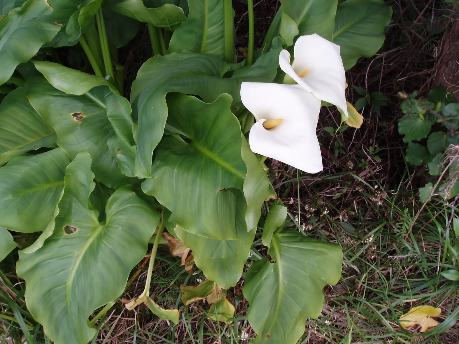 Calla Lily (Zantedeschia Aethiopica) — trumpet-shaped white spathes that enclose yellow spadices; the Calla Lily thrives in USDA hardiness zones 8 through 10