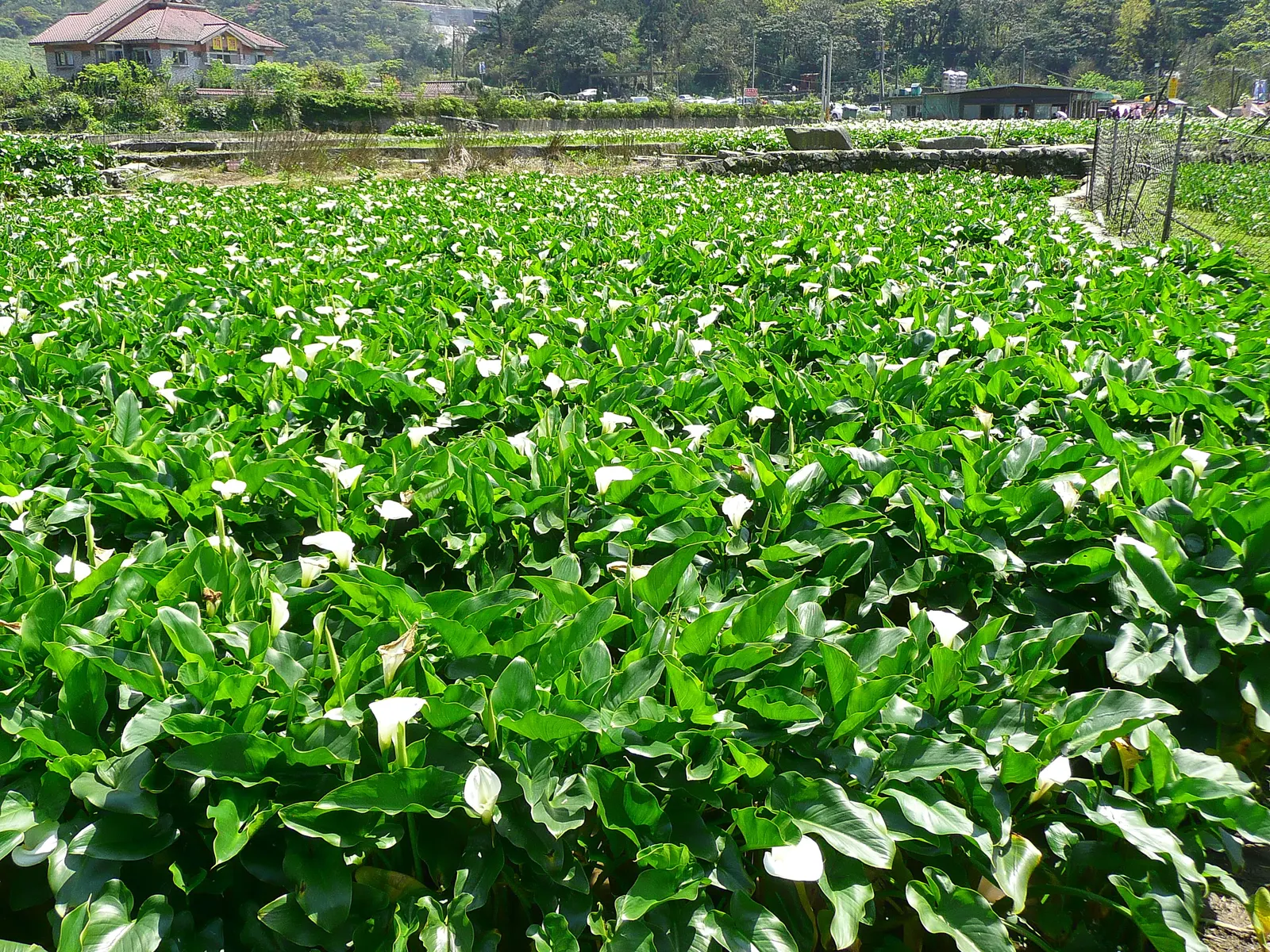 Calla Lily (Zantedeschia Aethiopica) — rhizomatous plant that adds a touch of elegance and sculptural beauty to any landscape design; traditionally, image 101
