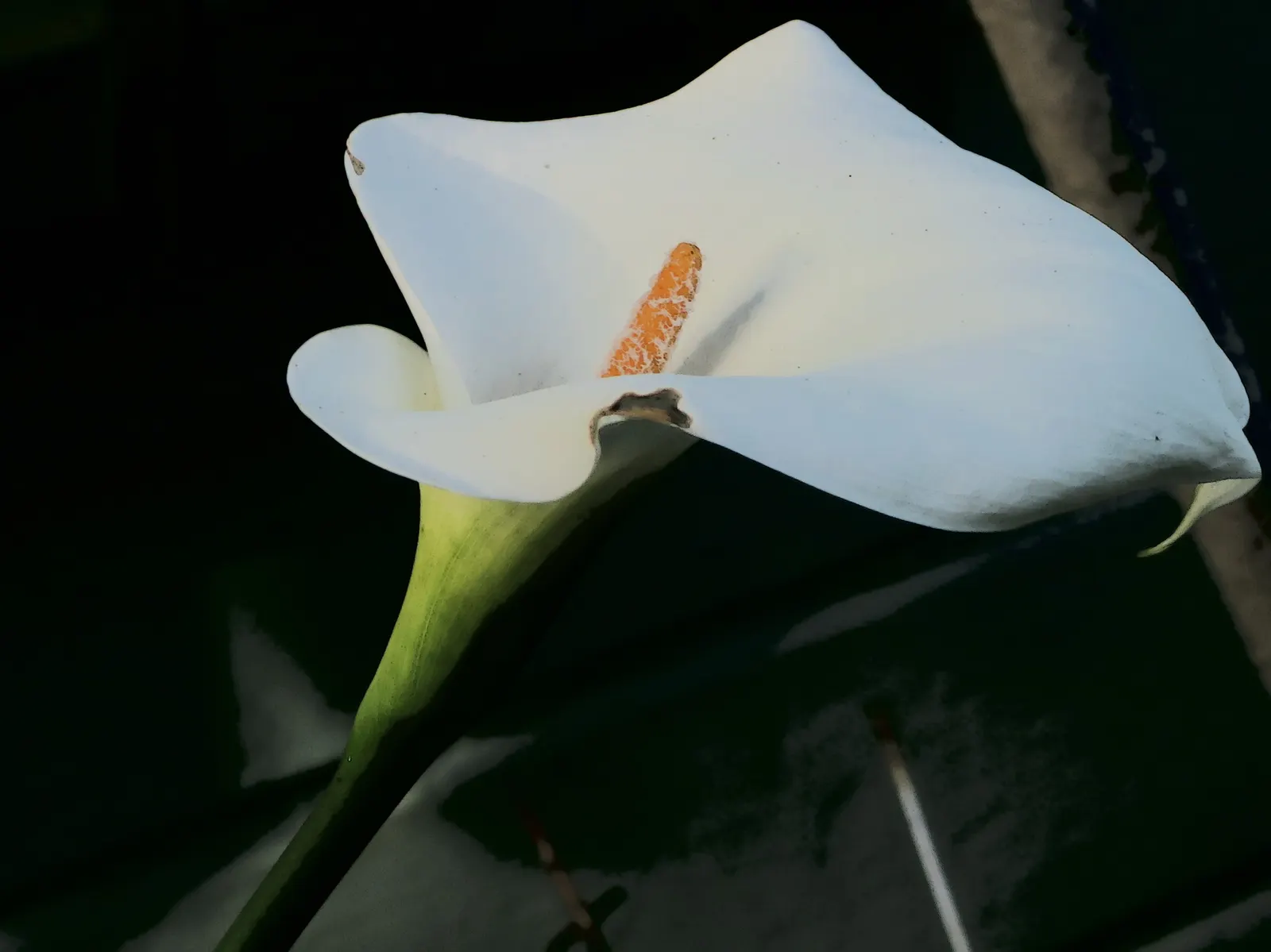 Calla Lily (Zantedeschia Aethiopica) — traditionally a crisp white; thriving in USDA Zones 8-10, it prefers moist, well-draining soil and partial, image 60